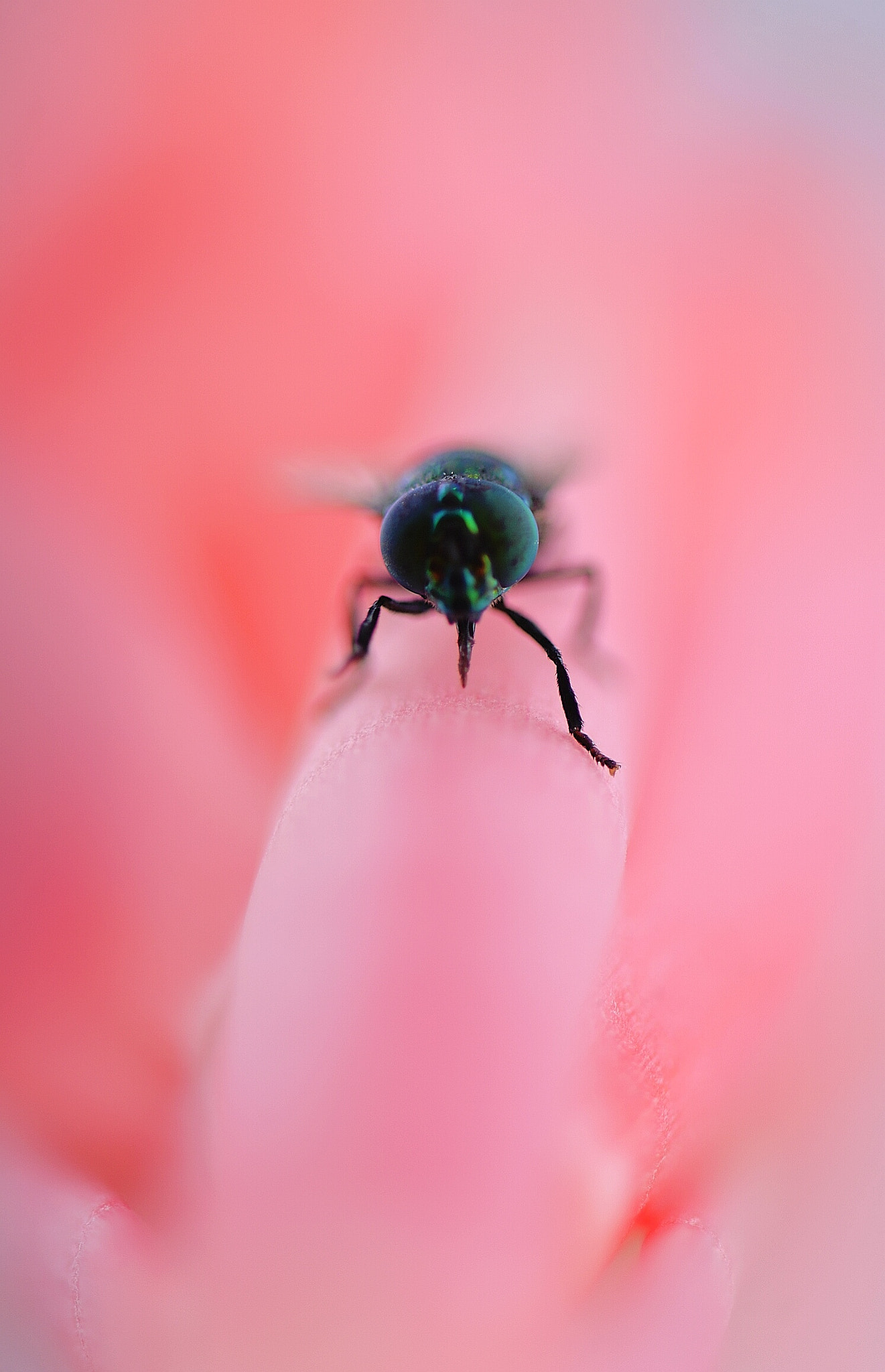 Nikon AF-S Micro-Nikkor 105mm F2.8G IF-ED VR sample photo