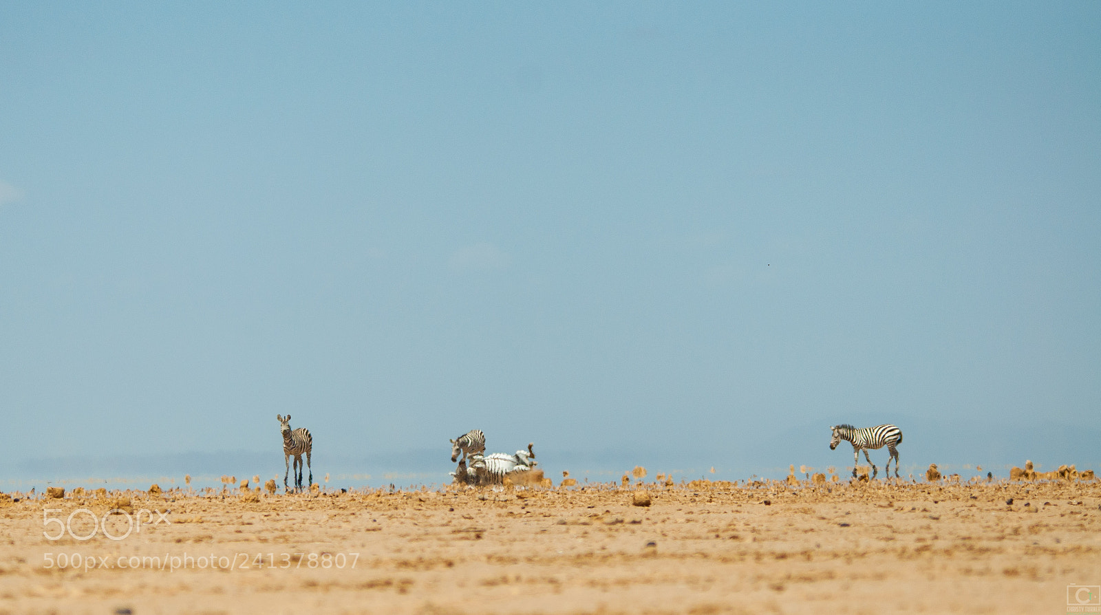 Nikon D90 sample photo. Zebras rolling in kenya photography