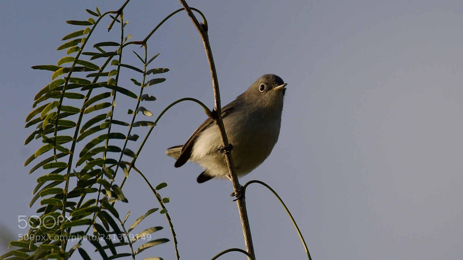 Canon EOS-1D X sample photo. Gray gnatcatcher photography