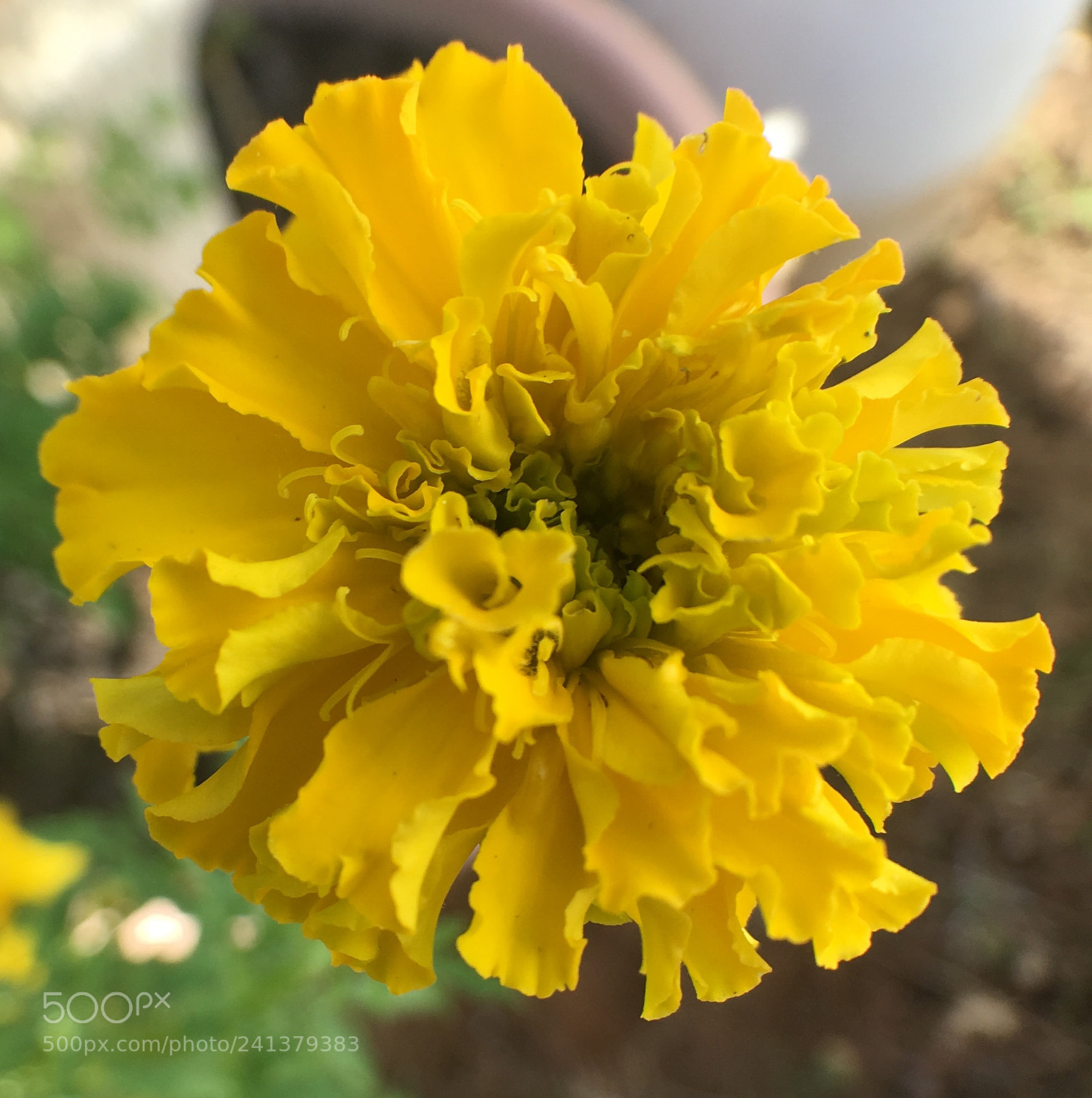 Apple iPhone 6s Plus sample photo. Flower photography