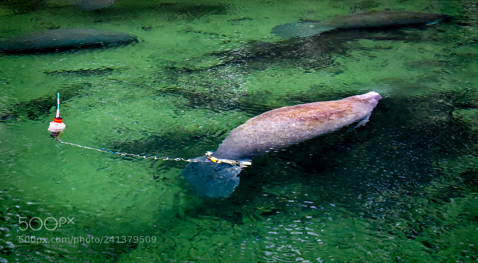 Nikon D7200 sample photo. Tagged manatee photography