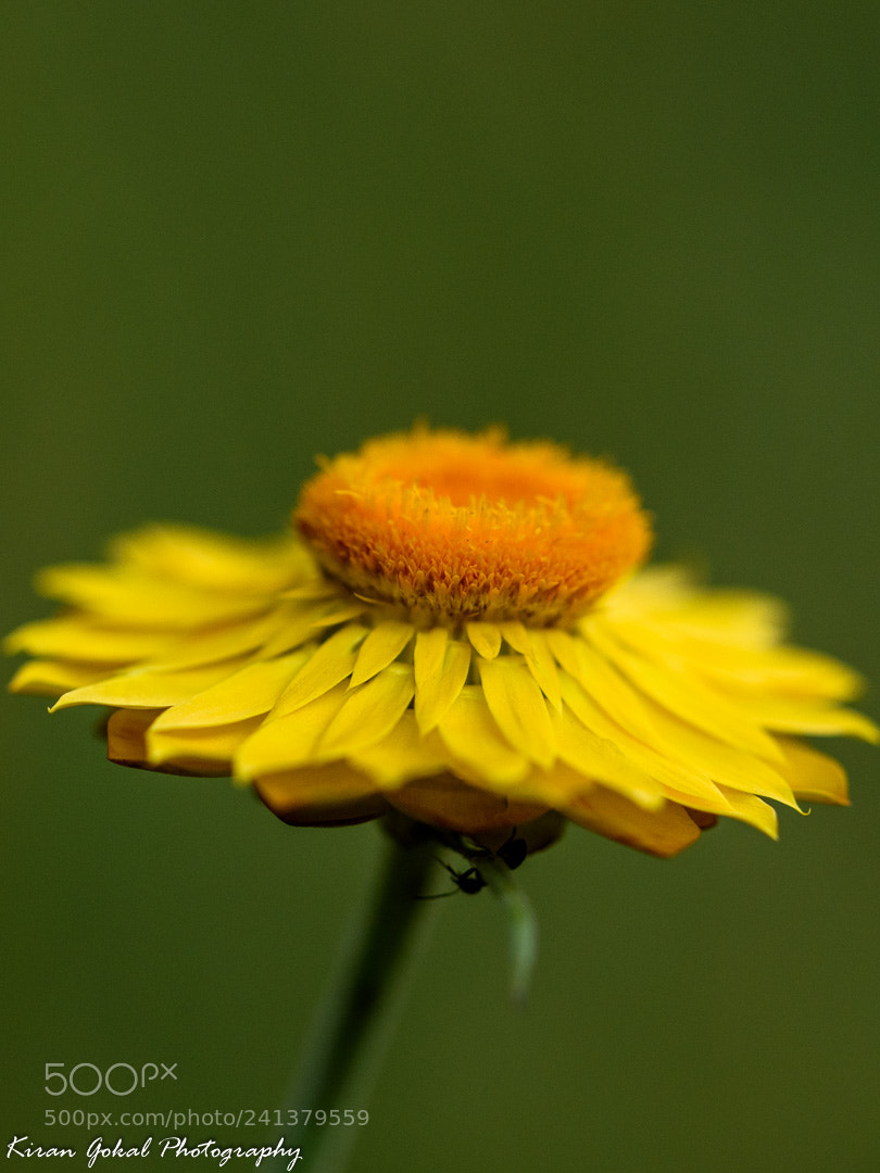 Nikon D810 sample photo. Don't ignore the wild photography