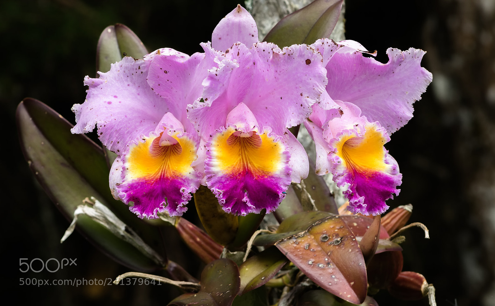 Canon EOS 750D (EOS Rebel T6i / EOS Kiss X8i) sample photo. Orchids photography