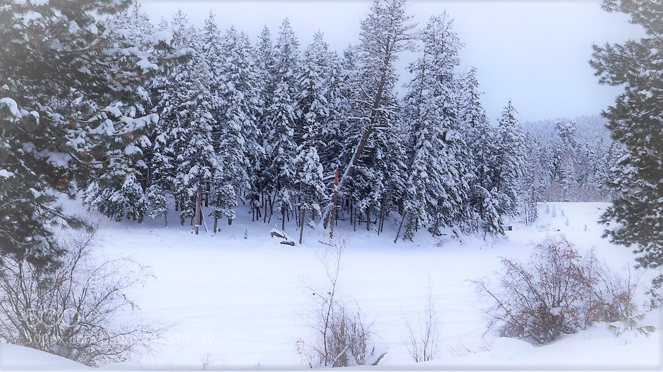 Sony Alpha NEX-3N sample photo. Snow day.... photography