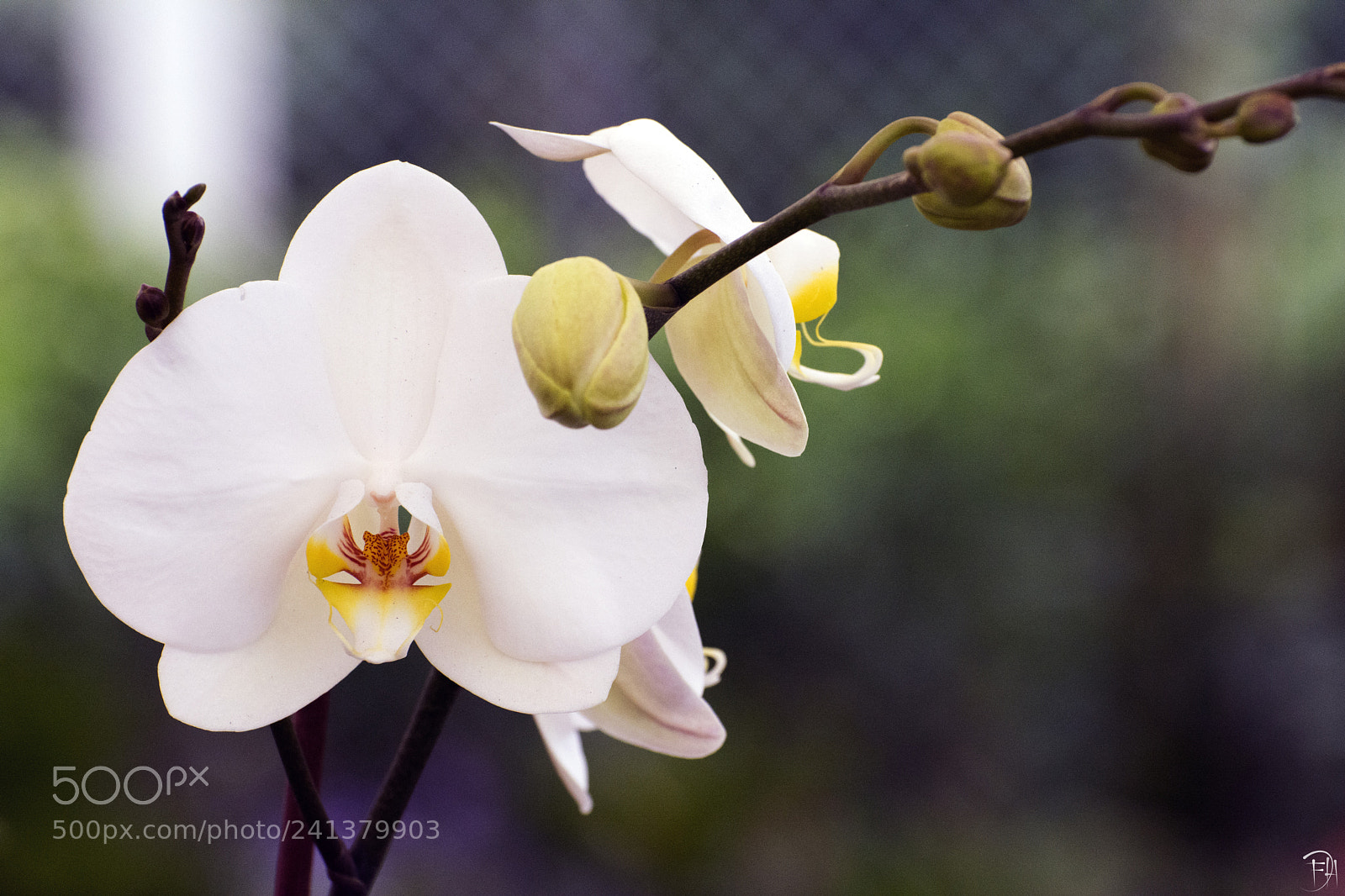 Nikon D7100 sample photo. Orchid photography