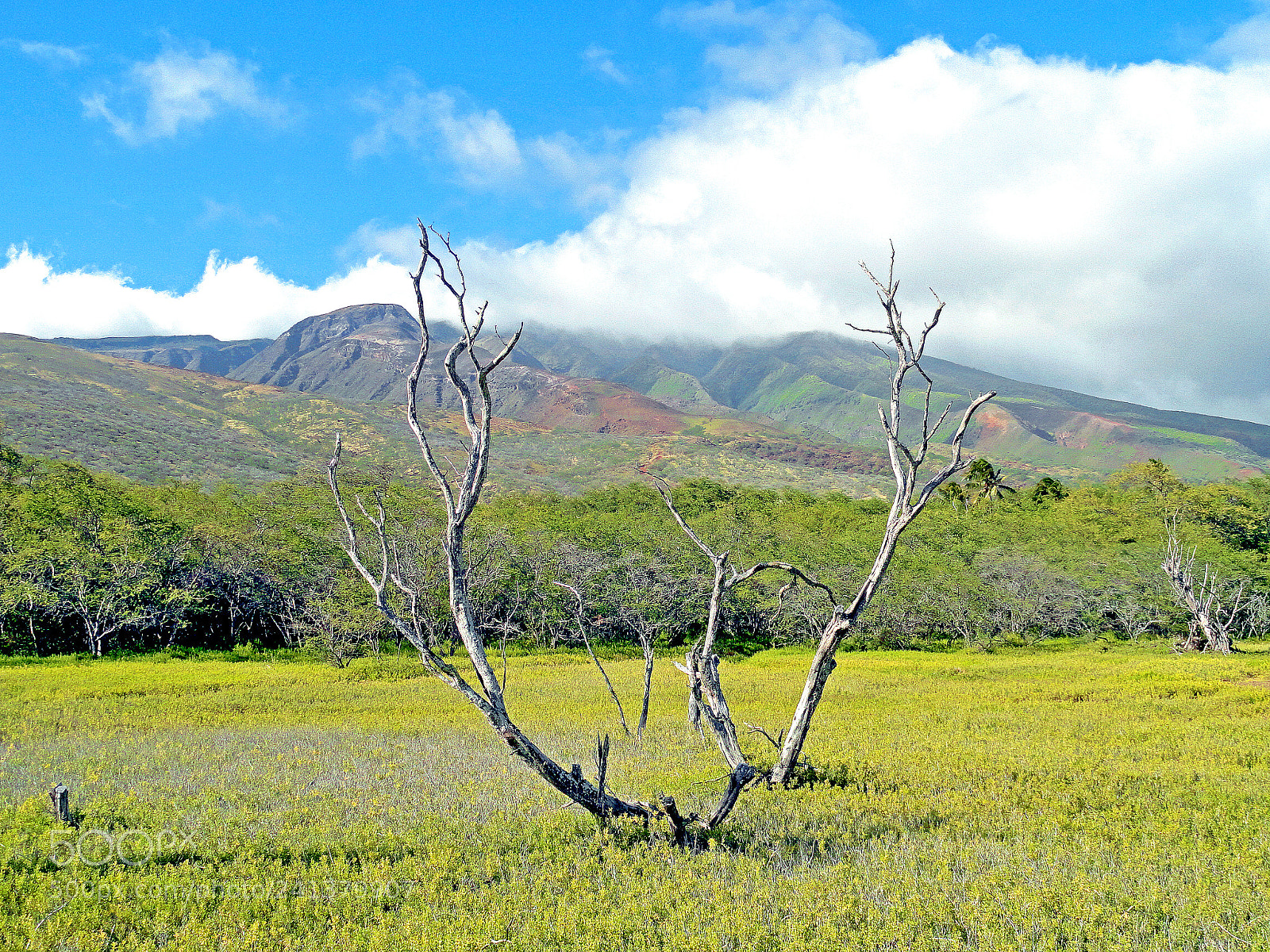 Sony Cyber-shot DSC-H70 sample photo. Molokai surrealism photography