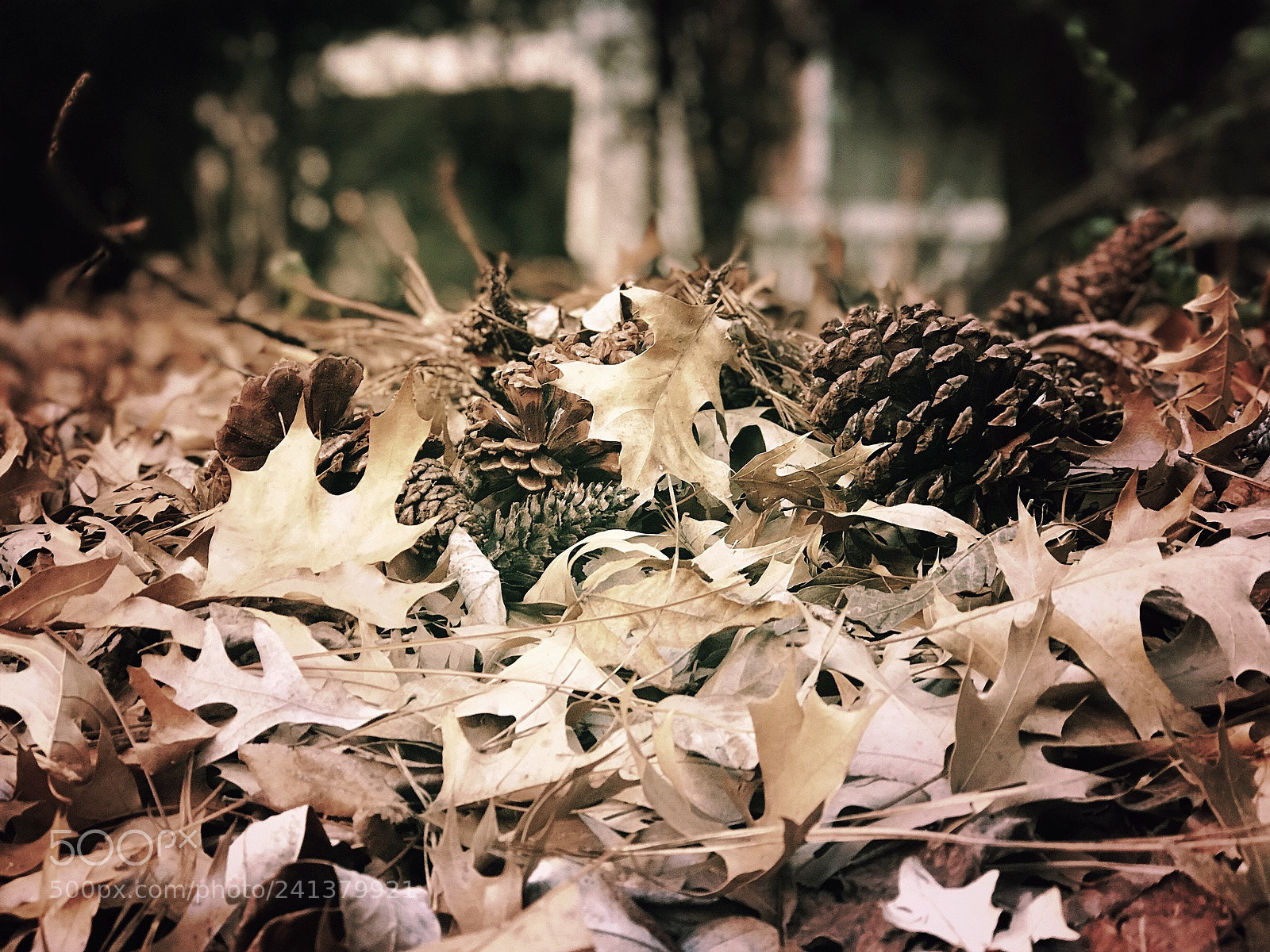 Apple iPhone 7 Plus sample photo. Img_1806.jpg photography