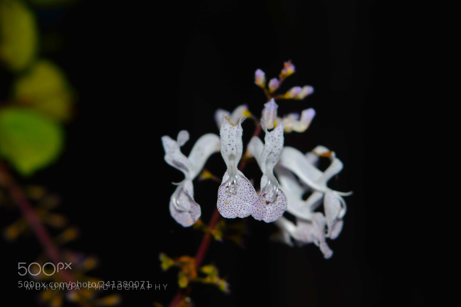 Nikon D3200 sample photo. Bloomed... photography