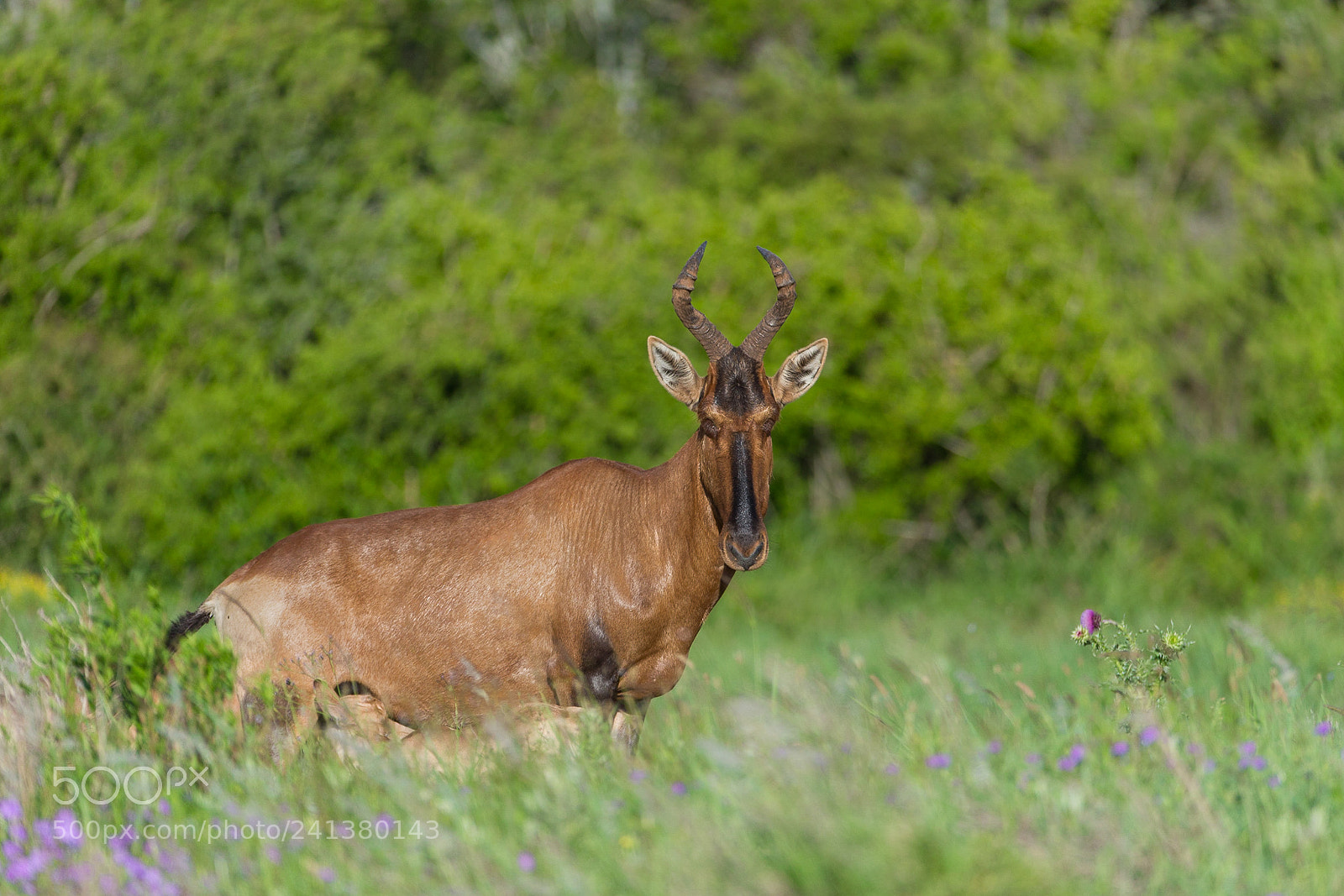 Canon EOS-1D X sample photo. Red hartebeest photography