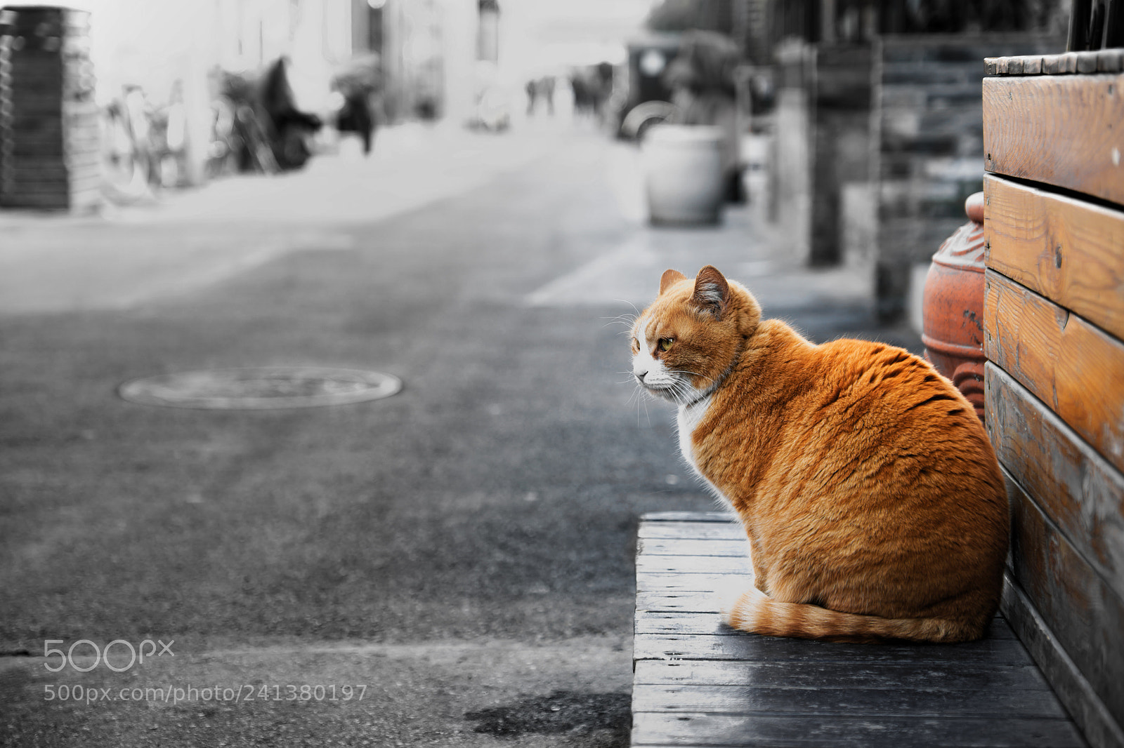 Fujifilm X-T2 sample photo. A cat in a photography