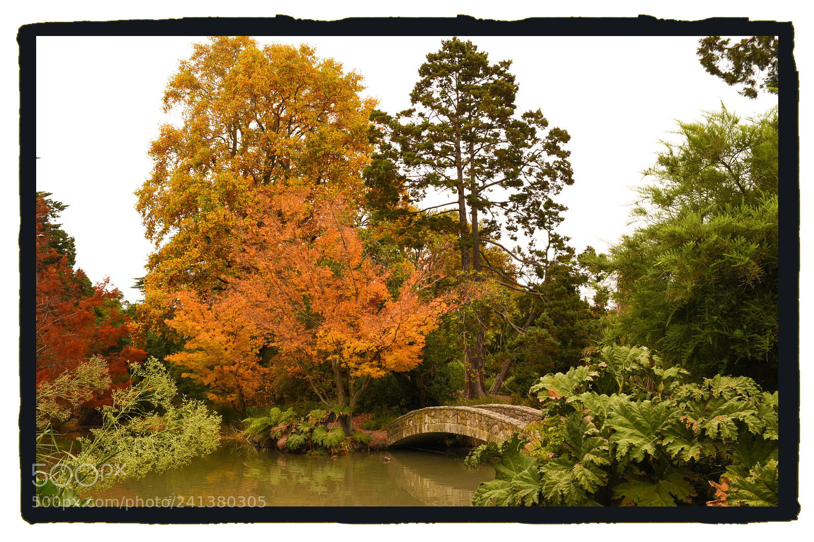 Nikon D5500 sample photo. Autumn colours in summer. photography