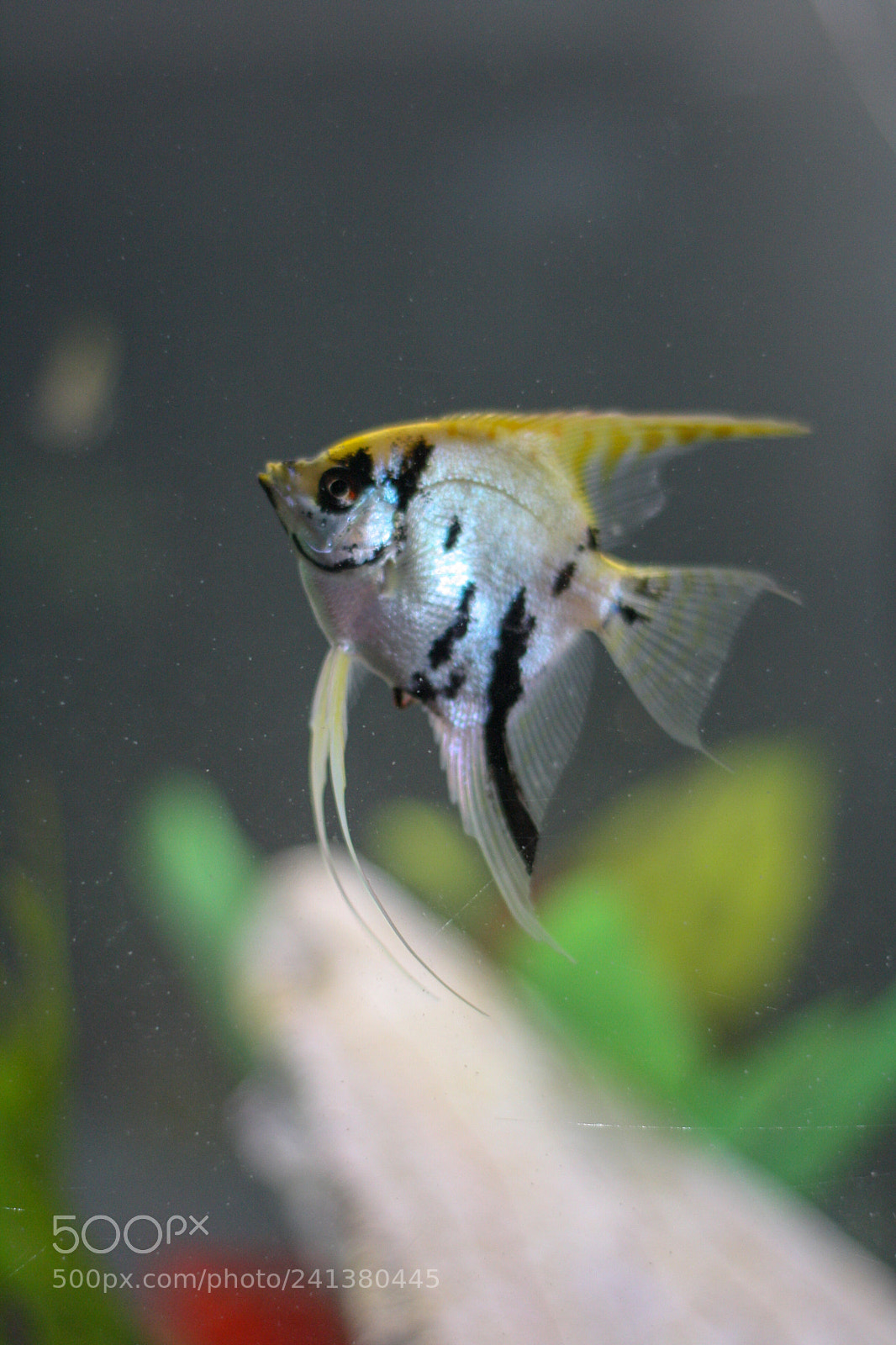 Canon EOS 1000D (EOS Digital Rebel XS / EOS Kiss F) sample photo. Gill photography