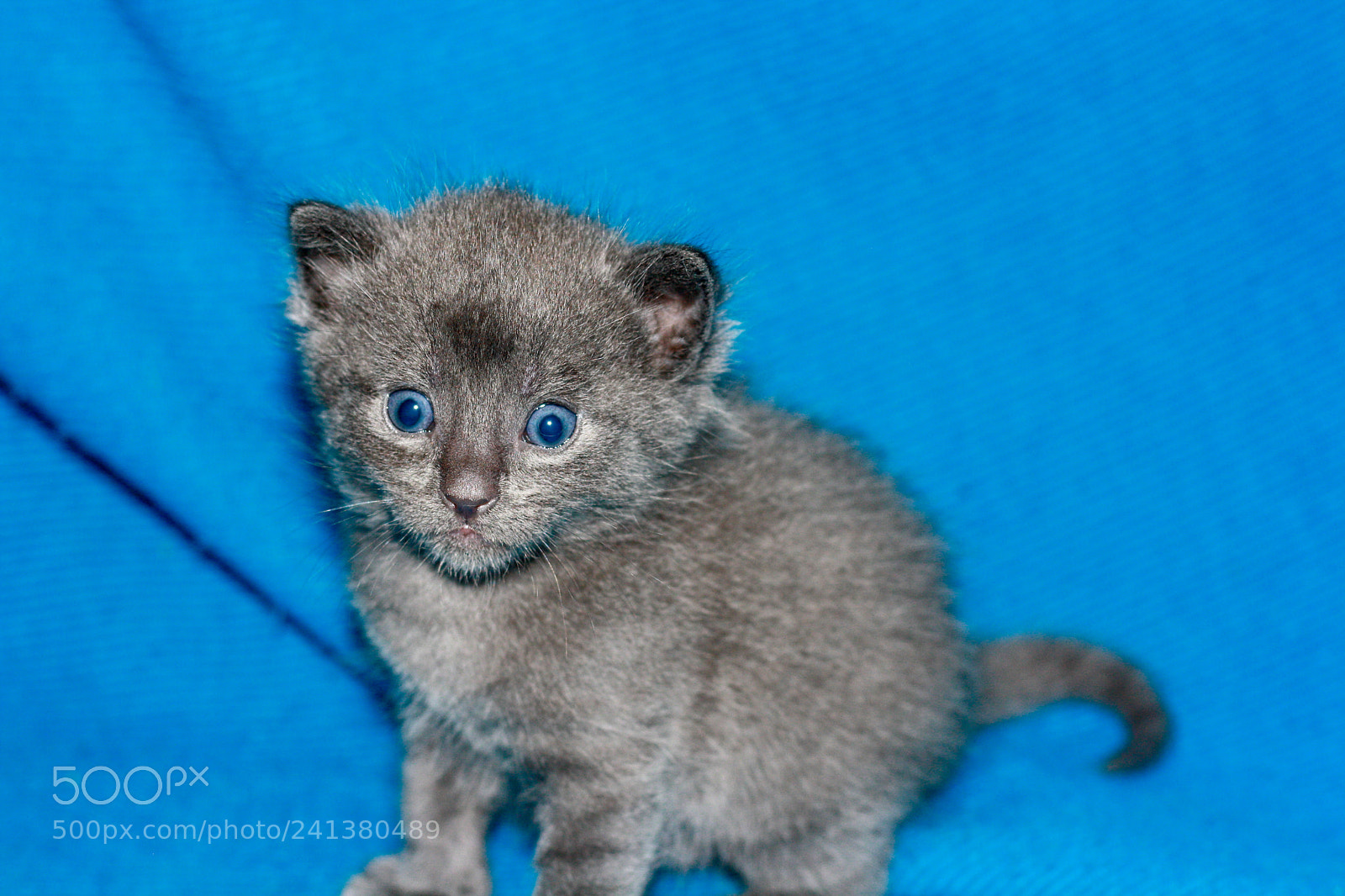 Canon EOS 1000D (EOS Digital Rebel XS / EOS Kiss F) sample photo. Kitten photography