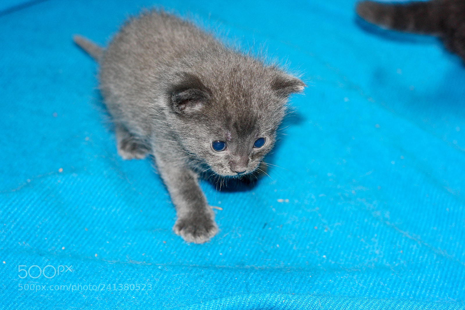 Canon EOS 1000D (EOS Digital Rebel XS / EOS Kiss F) sample photo. Kitten 2.0 photography