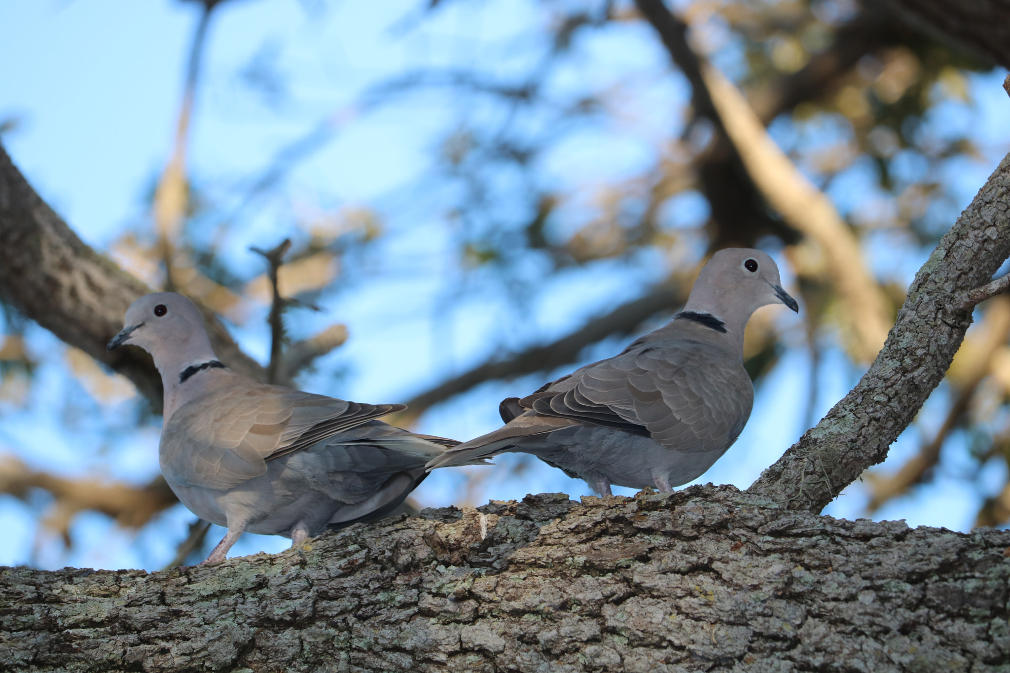 Canon EOS 750D (EOS Rebel T6i / EOS Kiss X8i) + Canon EF-S 55-250mm F4-5.6 IS STM sample photo. Doves photography