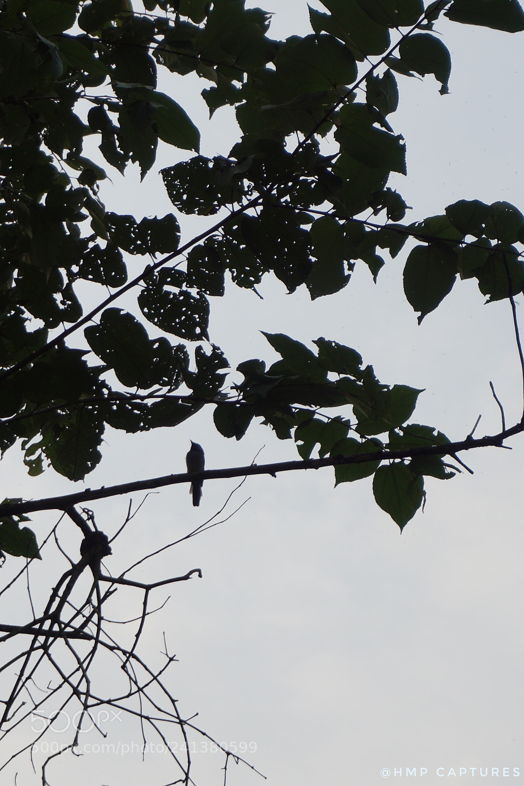 Sony a5100 sample photo. Untitled photography