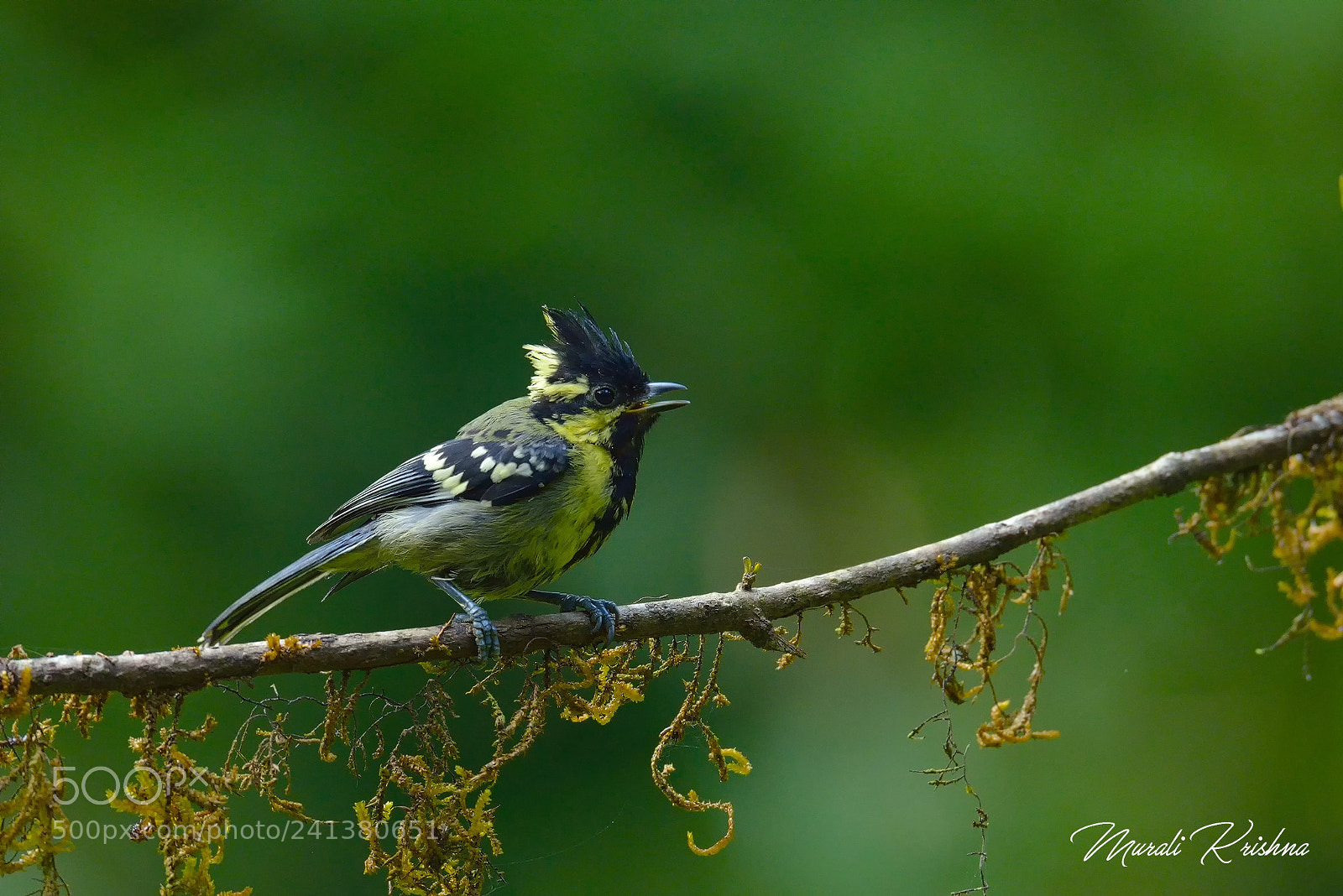 Nikon D800E sample photo. Song bird photography