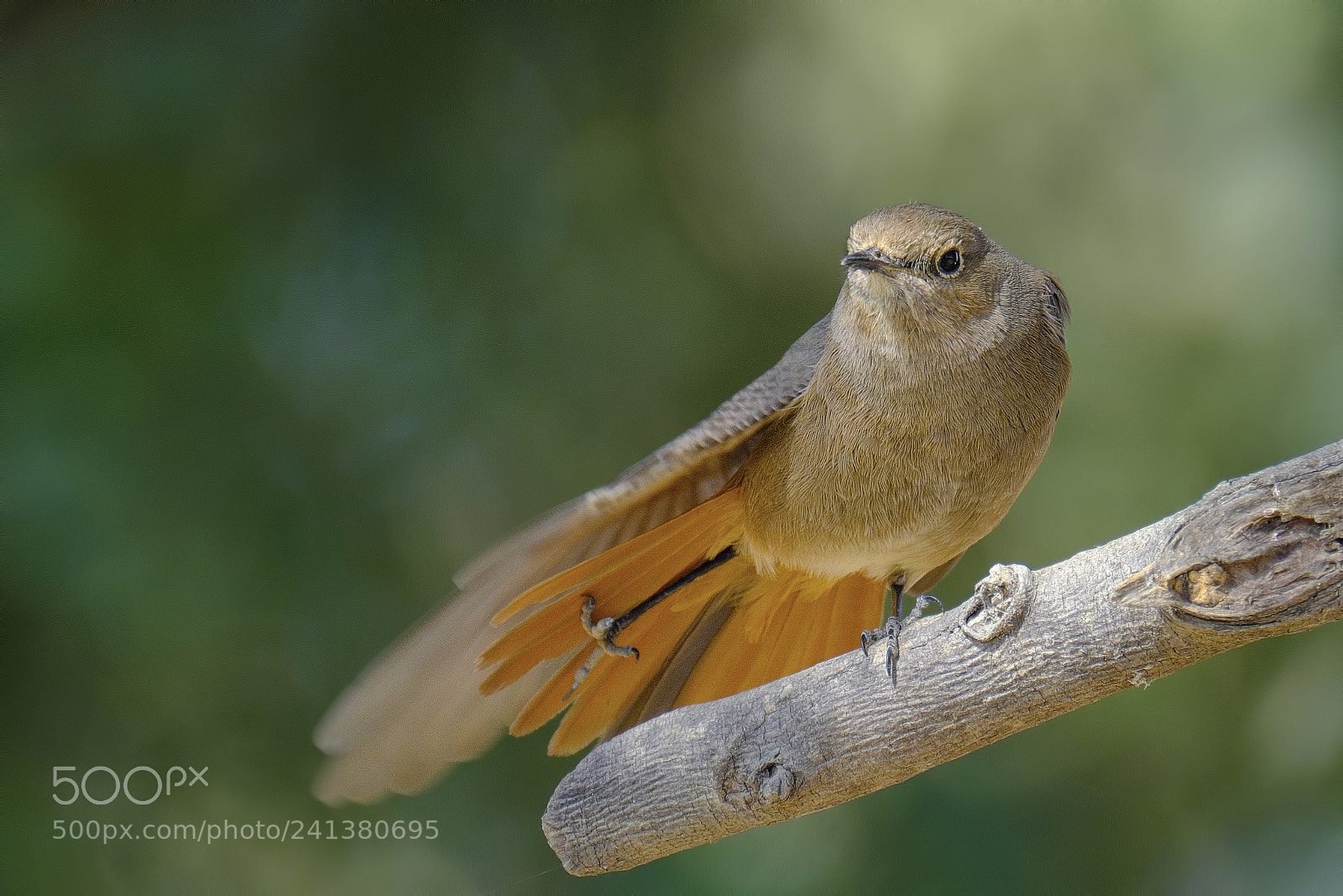 Fujifilm X-T2 sample photo. Black redstart (female) photography