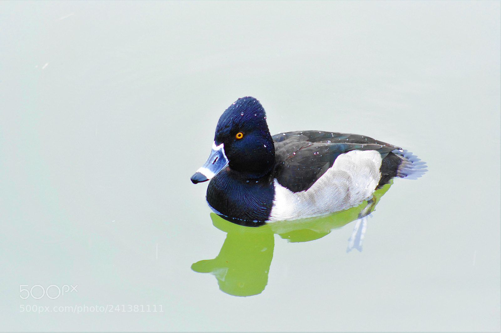 Canon EOS 60D sample photo. Lesser scaup -- 潜鸭 photography