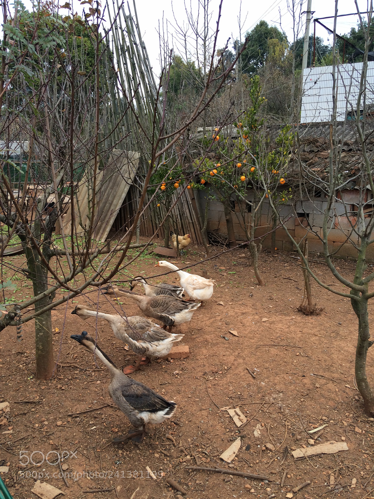 Apple iPhone 5s sample photo. Untitled photography