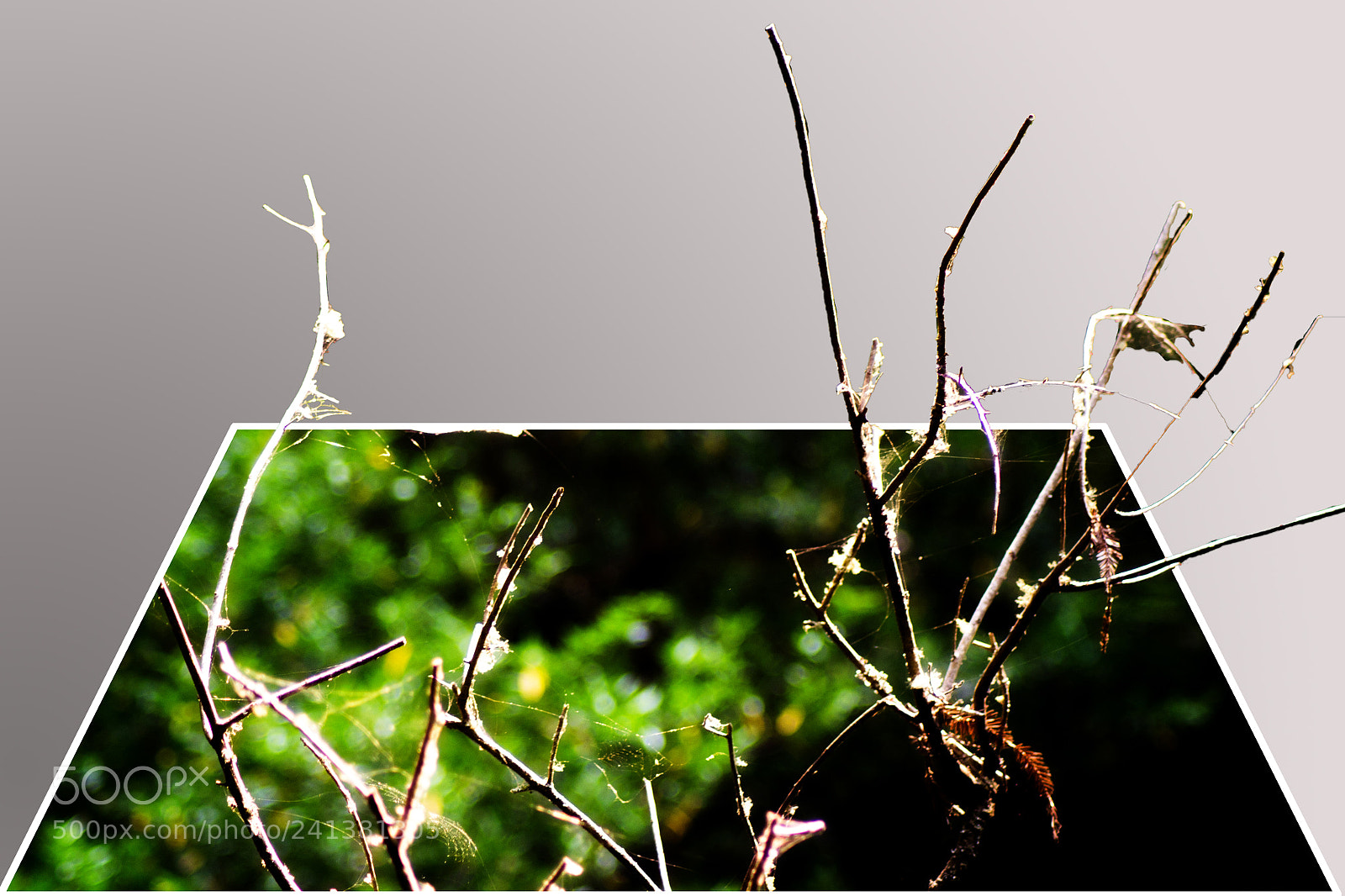 Nikon D3100 sample photo. Sticks photography