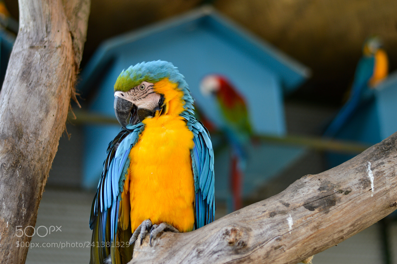 Nikon D3200 sample photo. Macaw photography