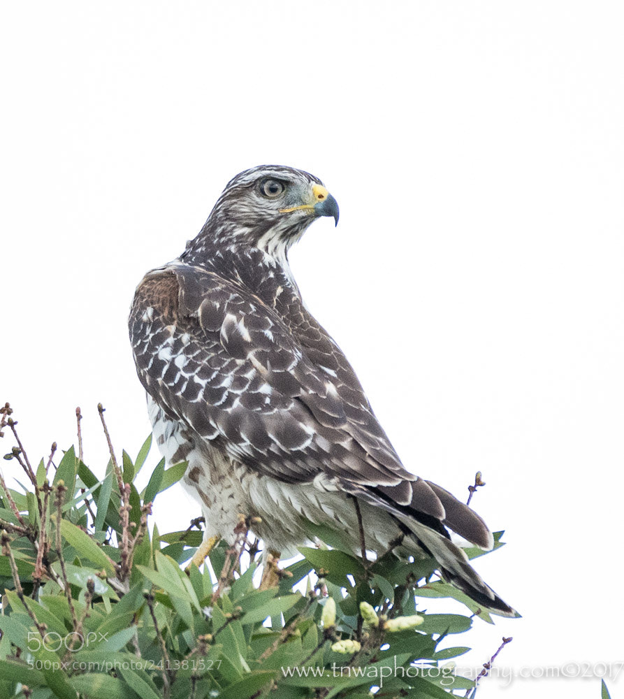 Nikon D500 sample photo. A sharp eye photography