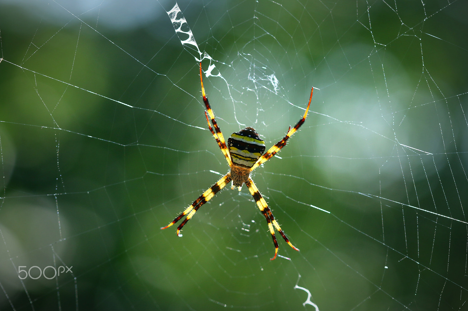 Canon EOS 70D sample photo. Spider in sunlight photography