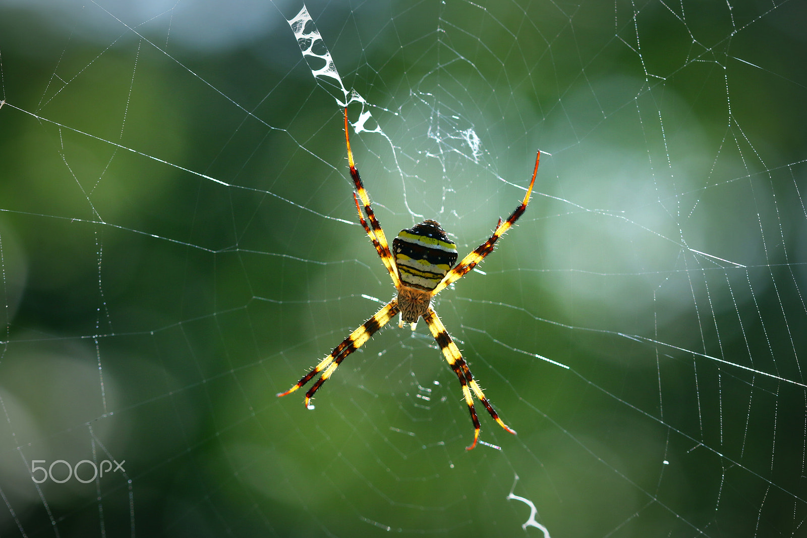 Canon EF 100mm F2.8 Macro USM sample photo. Spider in sunlight photography