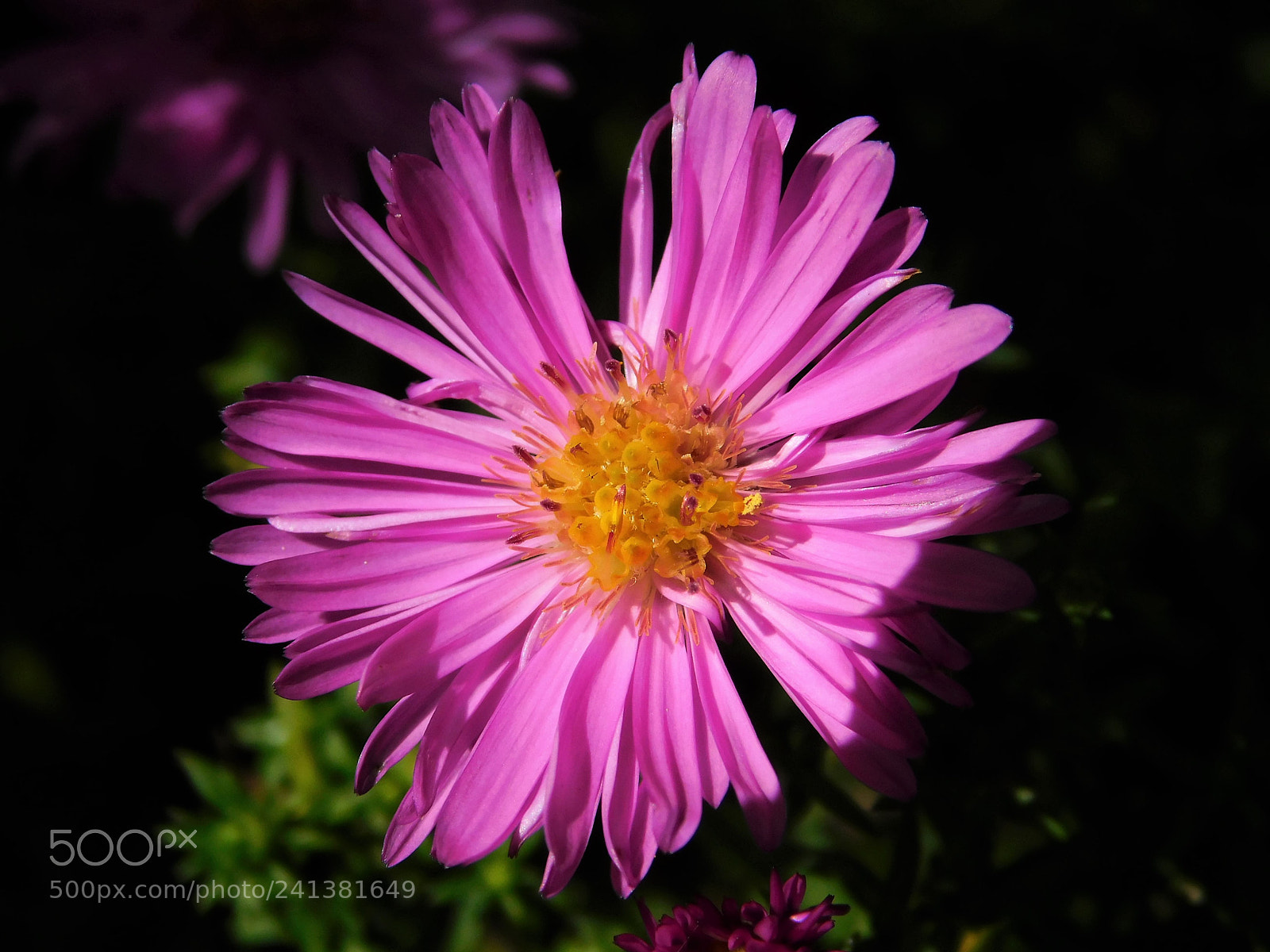 Nikon Coolpix B500 sample photo. Aster a photography