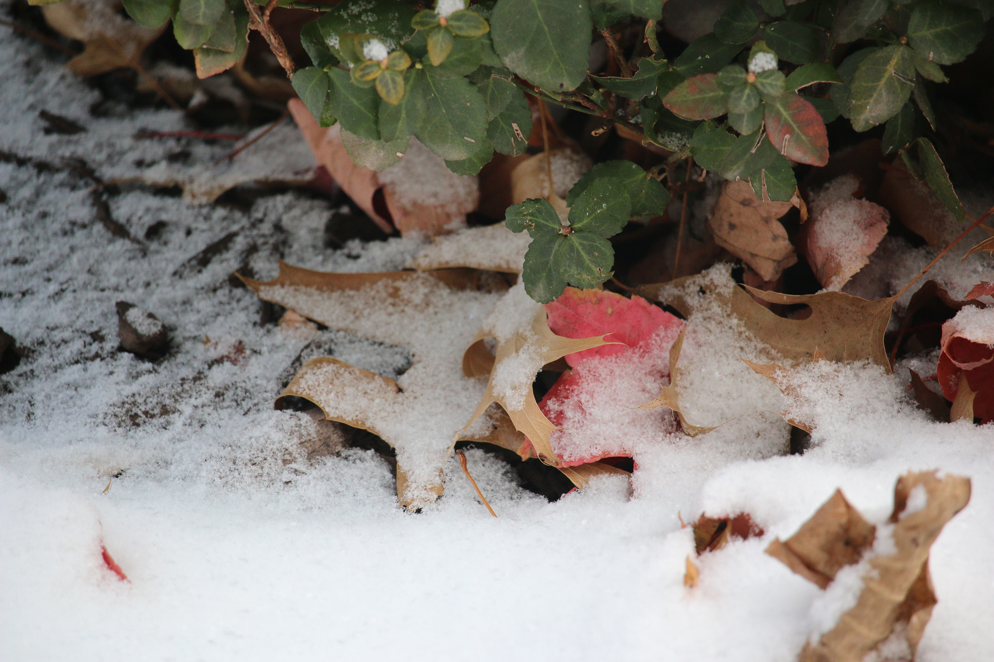 Canon EF-S 55-250mm F4-5.6 IS STM sample photo. Fresh snow photography
