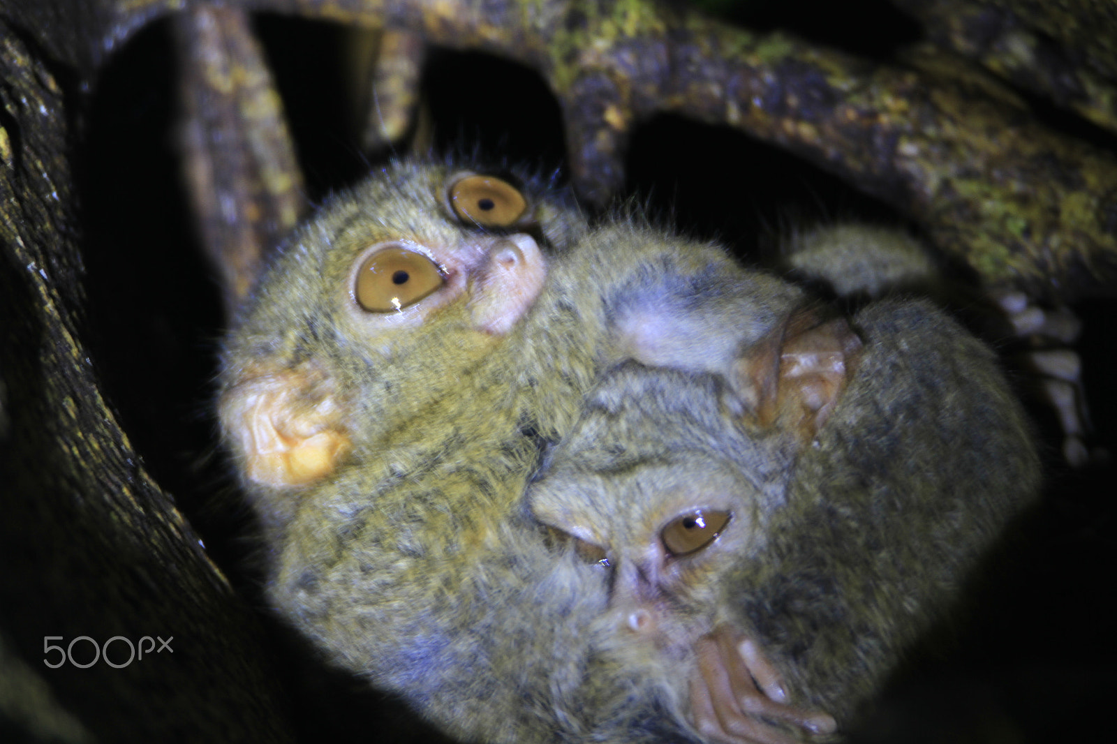 Tamron SP 150-600mm F5-6.3 Di VC USD sample photo. The little yoda: tarsier - smallest primate photography