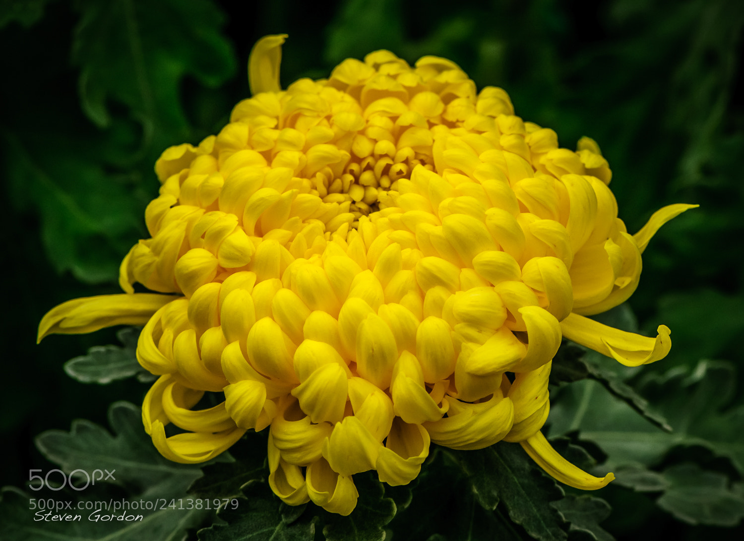 Nikon D300 sample photo. Yellow flower macro photography