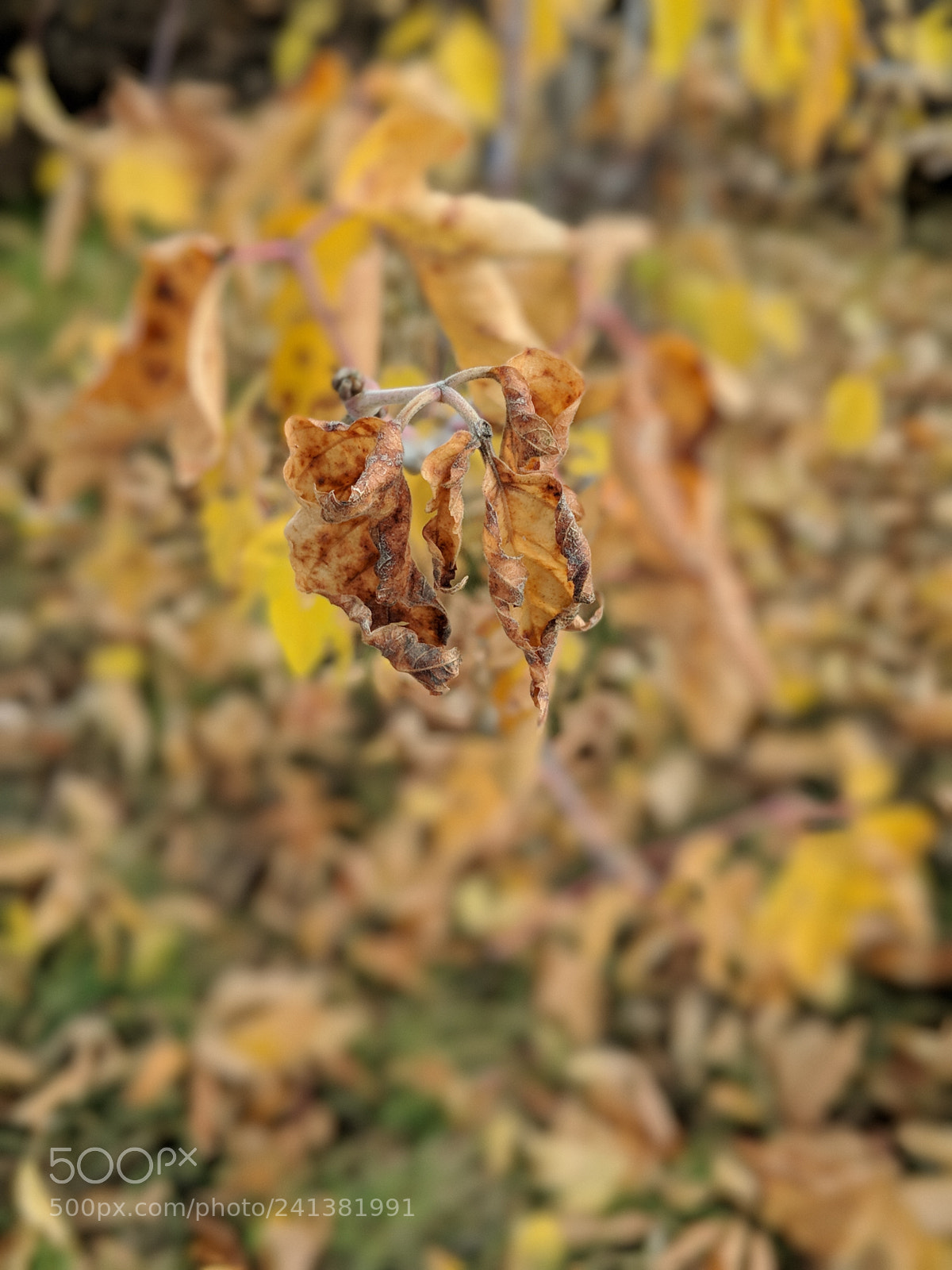 Google Pixel 2 XL sample photo. The weeping leaves of photography