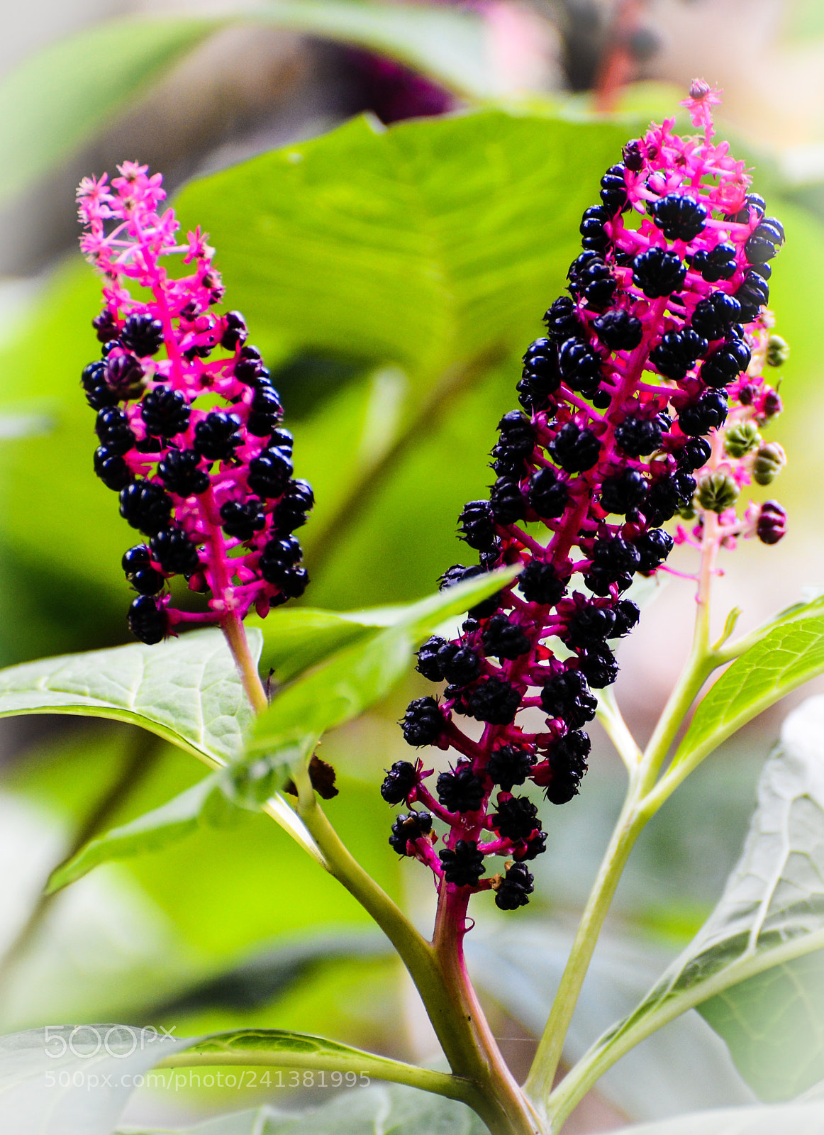 Nikon D600 sample photo. Botanical gardens photography