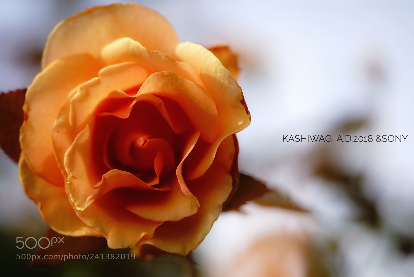 Sony a7 II sample photo. Brandy / u.s.a. 1981 photography
