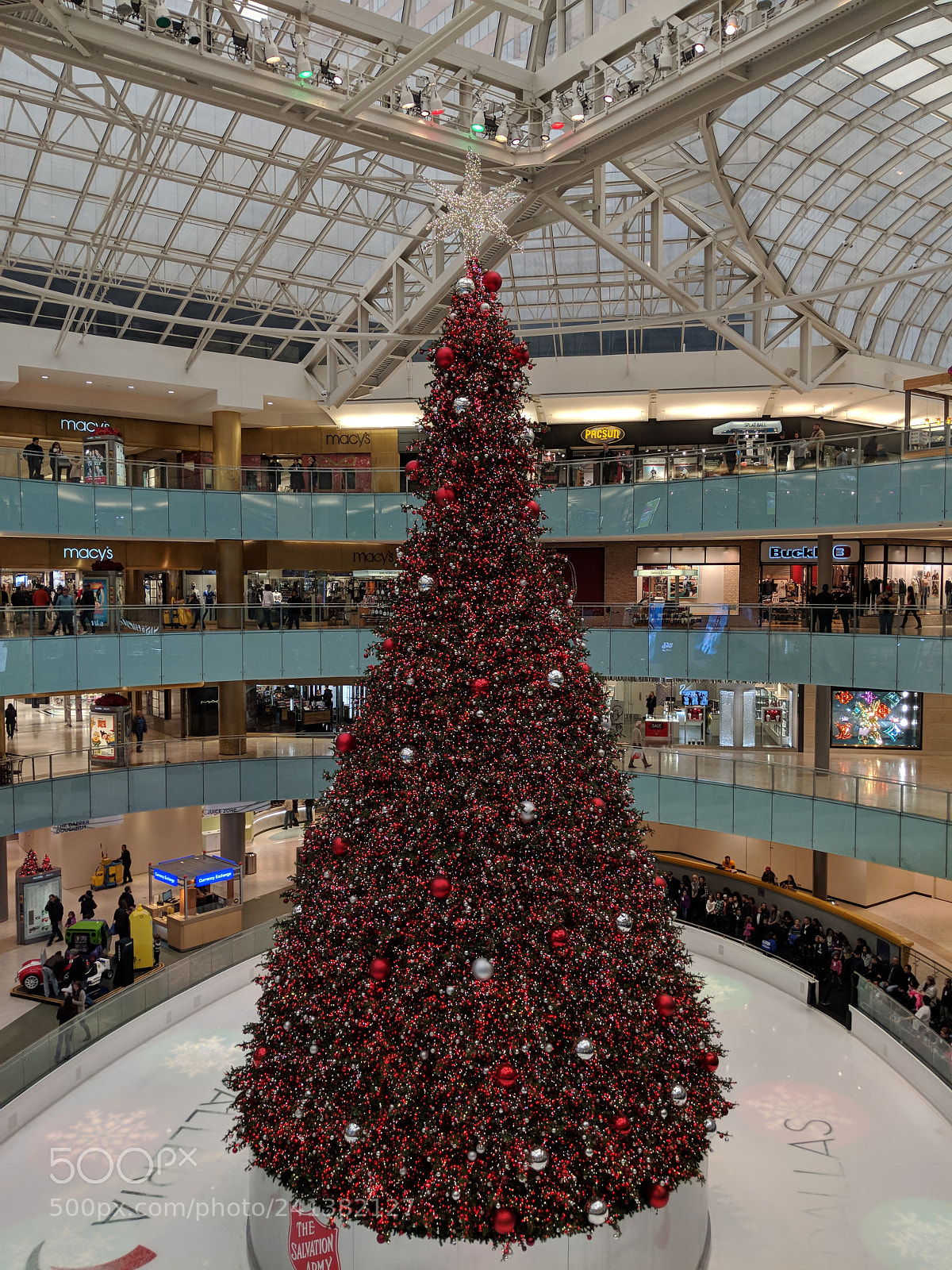 Google Pixel 2 XL sample photo. Tree photography