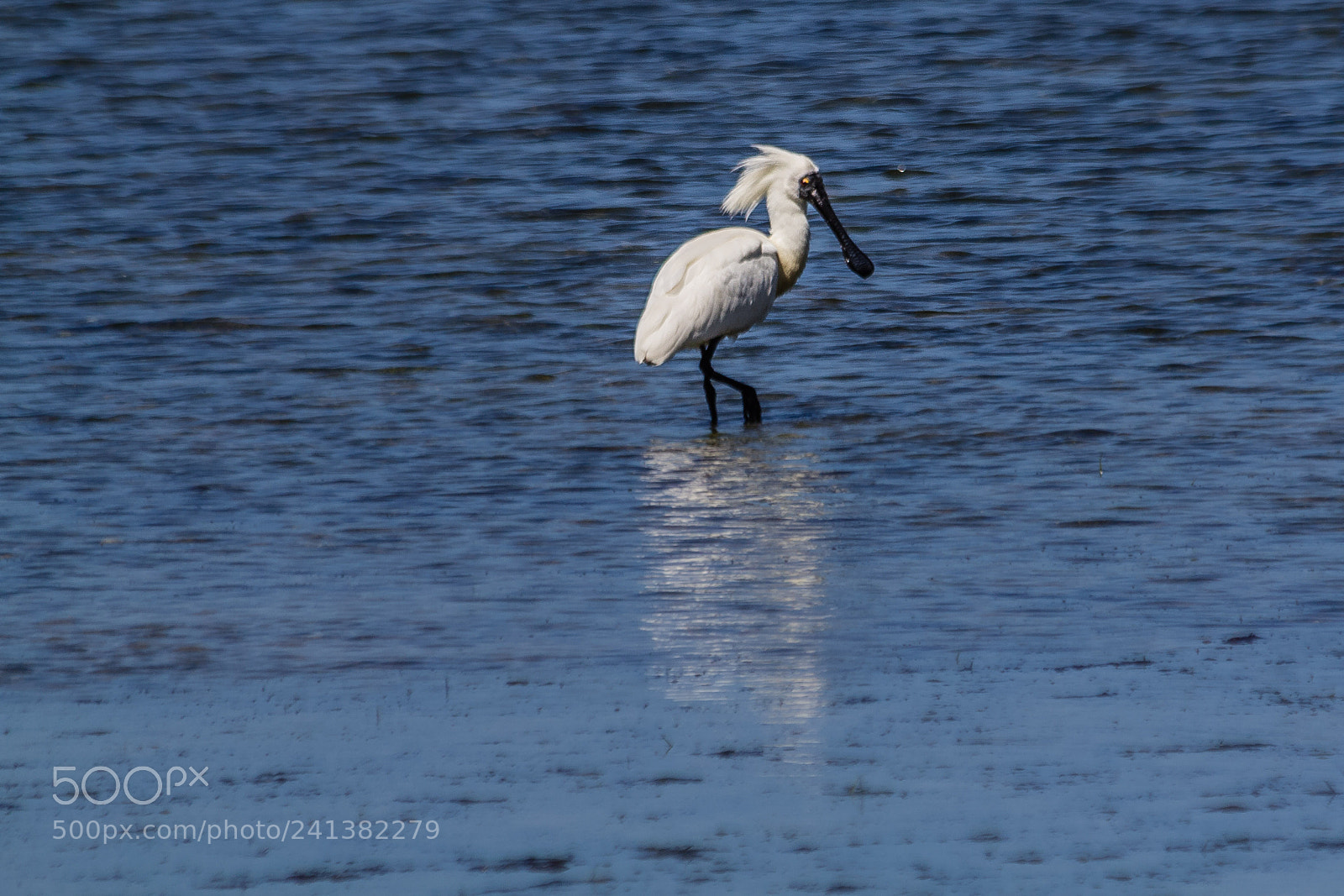 Canon EOS 60D sample photo. Royal spoonbill photography
