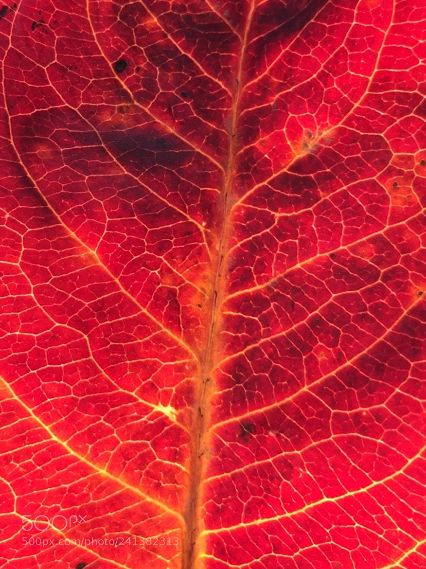 Apple iPhone 6 sample photo. Untitled photography