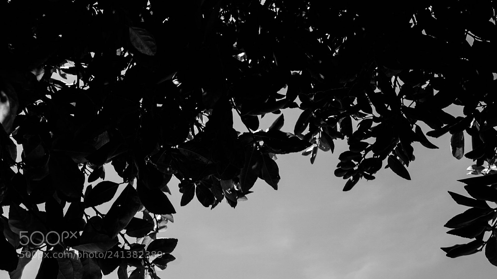 Sony a7 sample photo. Untitled photography