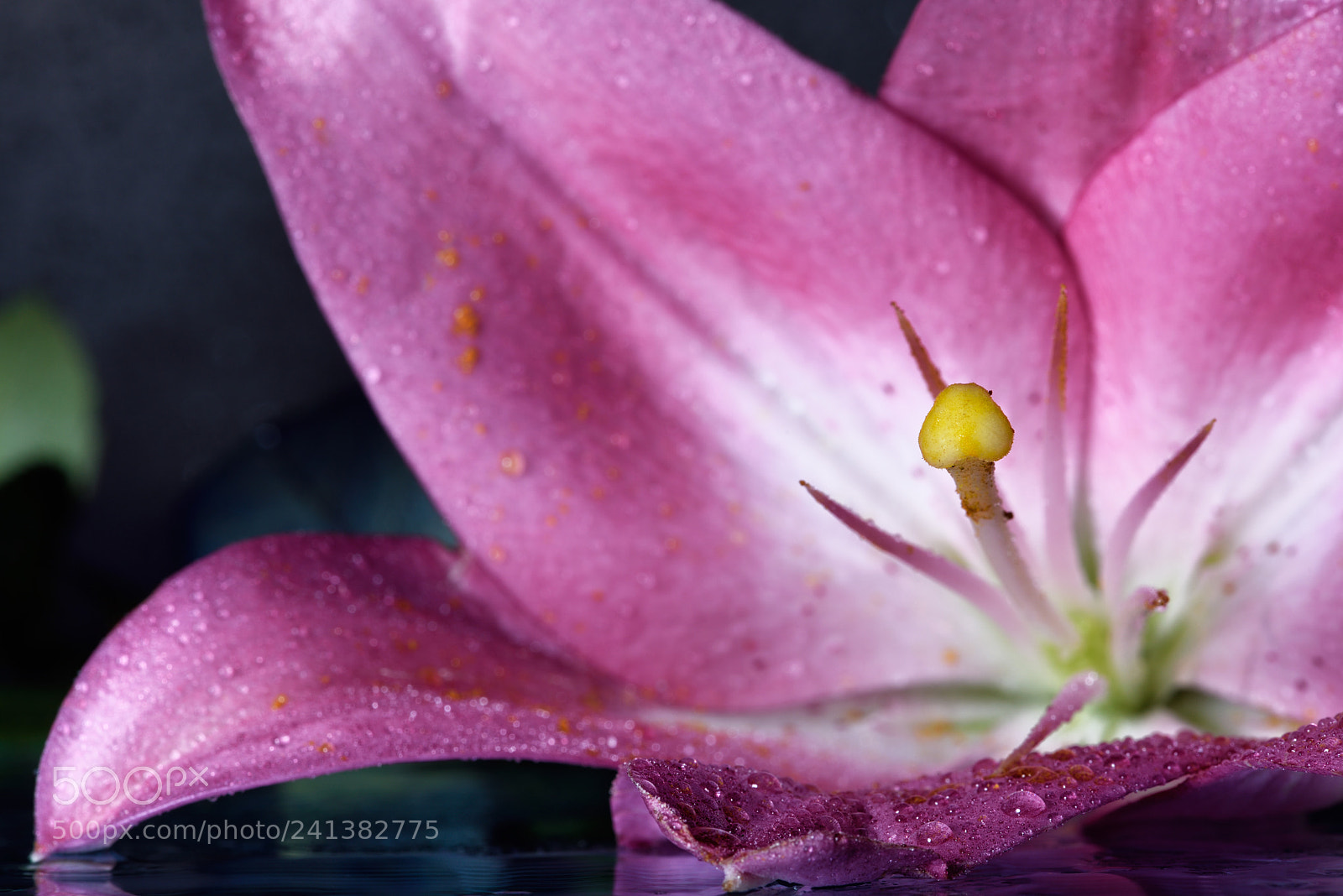 Nikon D810 sample photo. Lovely still life cxxvii photography