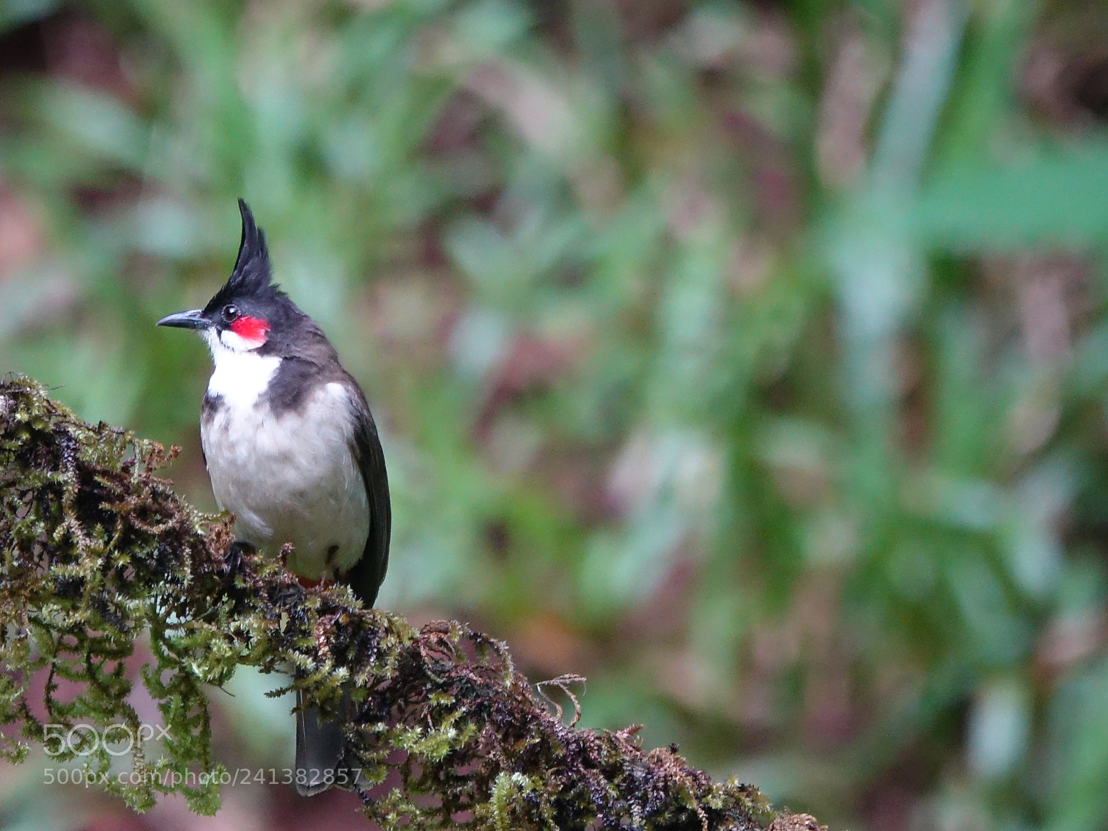 Sony Cyber-shot DSC-RX10 III sample photo. Bulbul photography