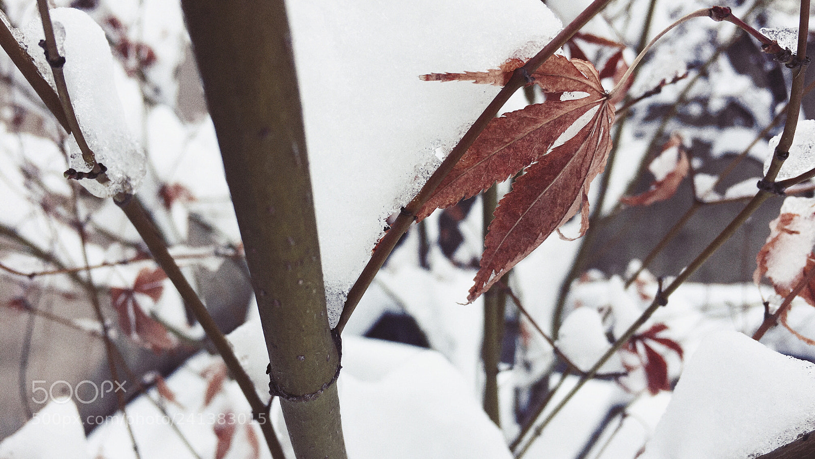 Apple iPhone 6s Plus sample photo. Untitled photography