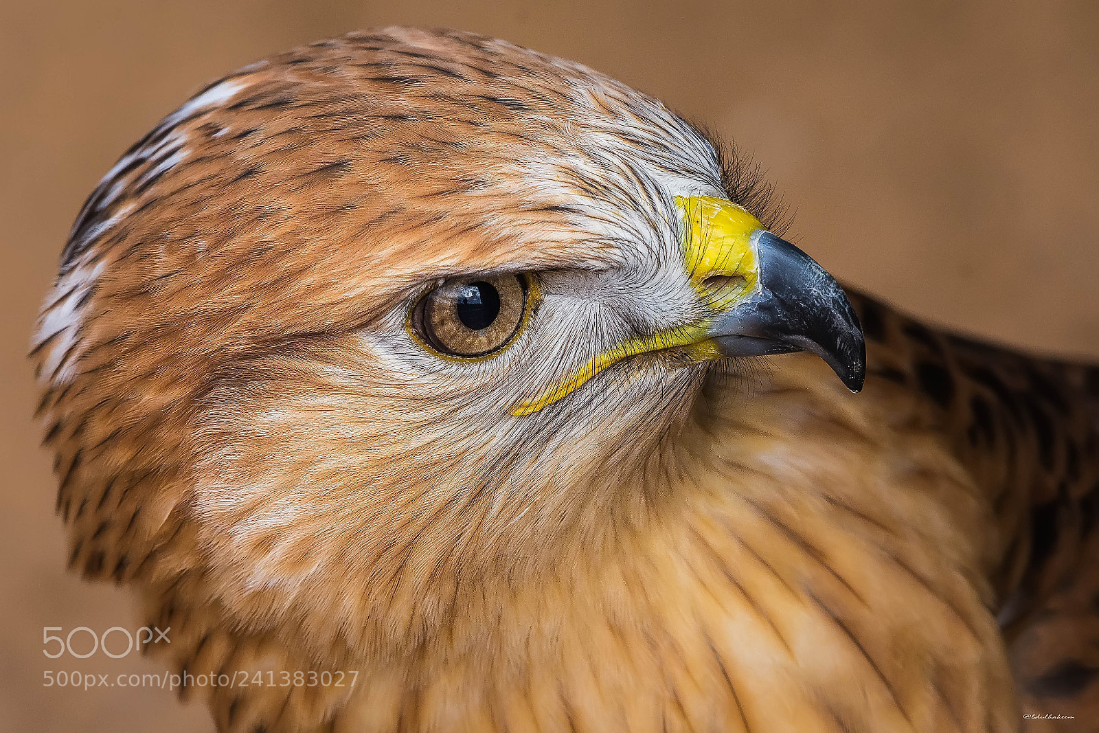 Nikon D7200 sample photo. Buzzard photography