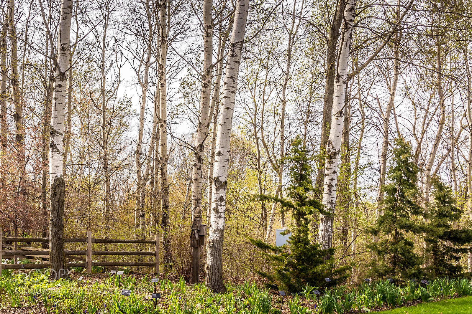 Nikon D7200 sample photo. Trees photography
