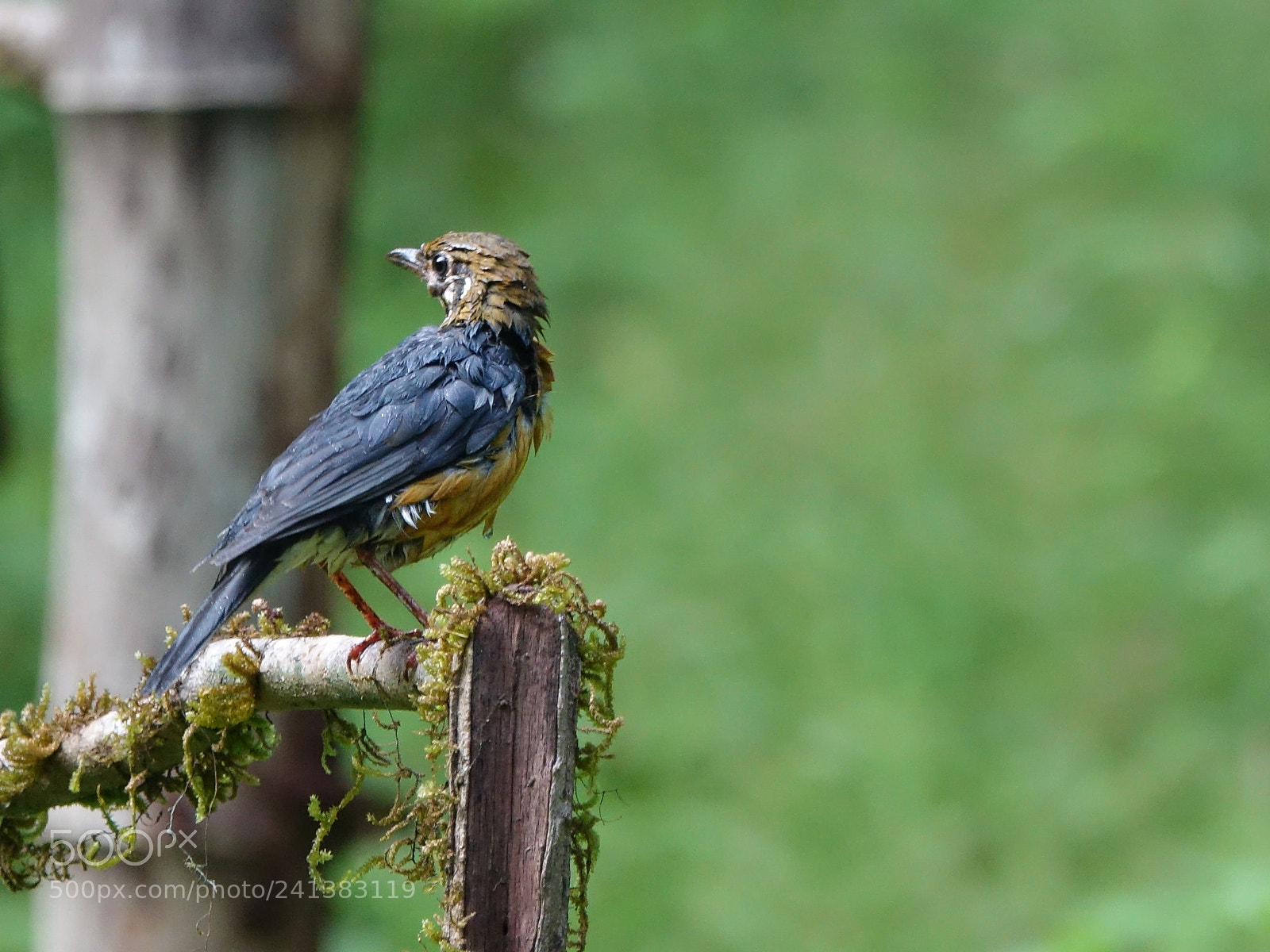 Sony Cyber-shot DSC-RX10 III sample photo. Orange headed thrush photography
