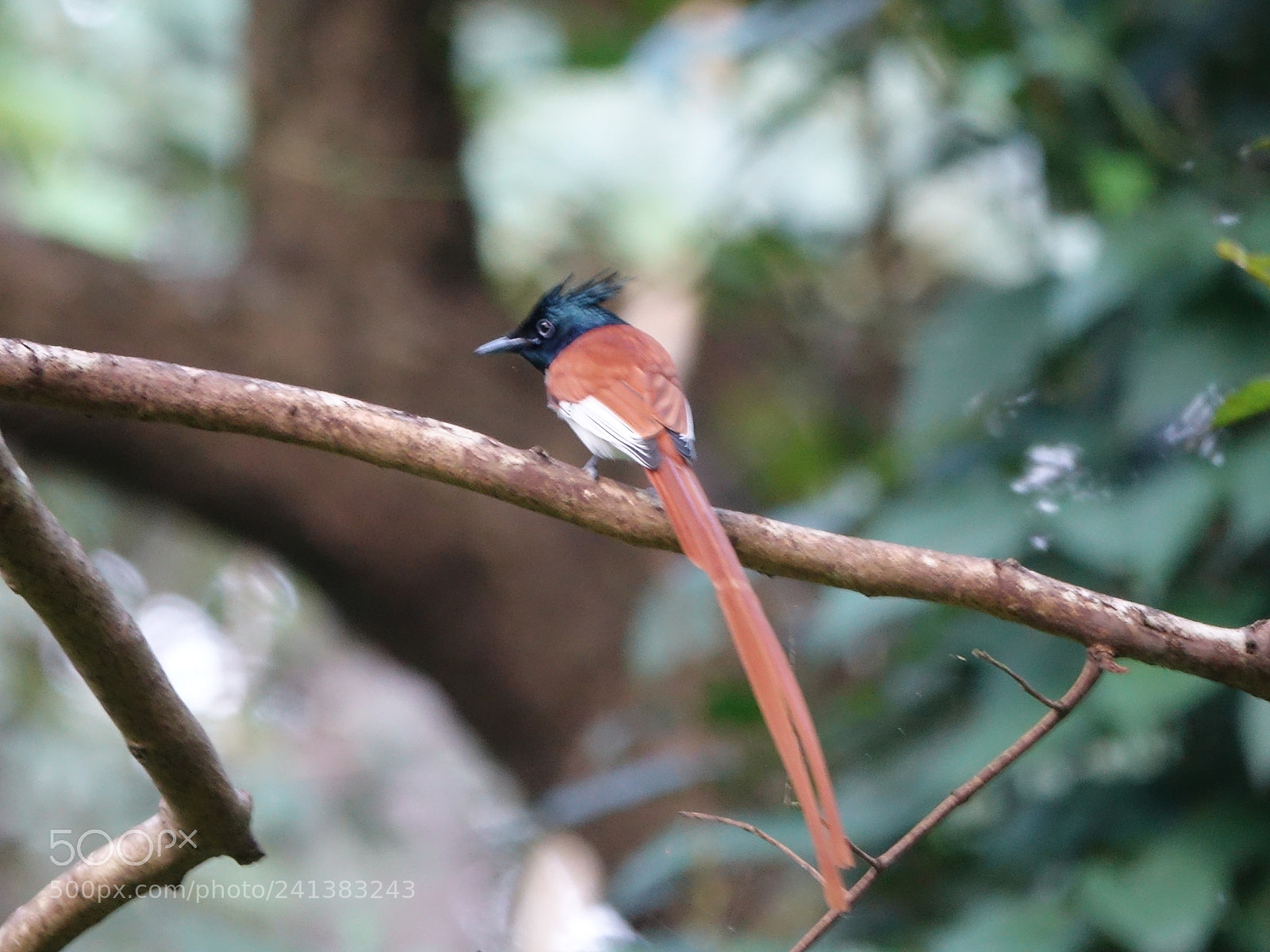 Sony Cyber-shot DSC-RX10 III sample photo. Indian paradise flycatcher photography