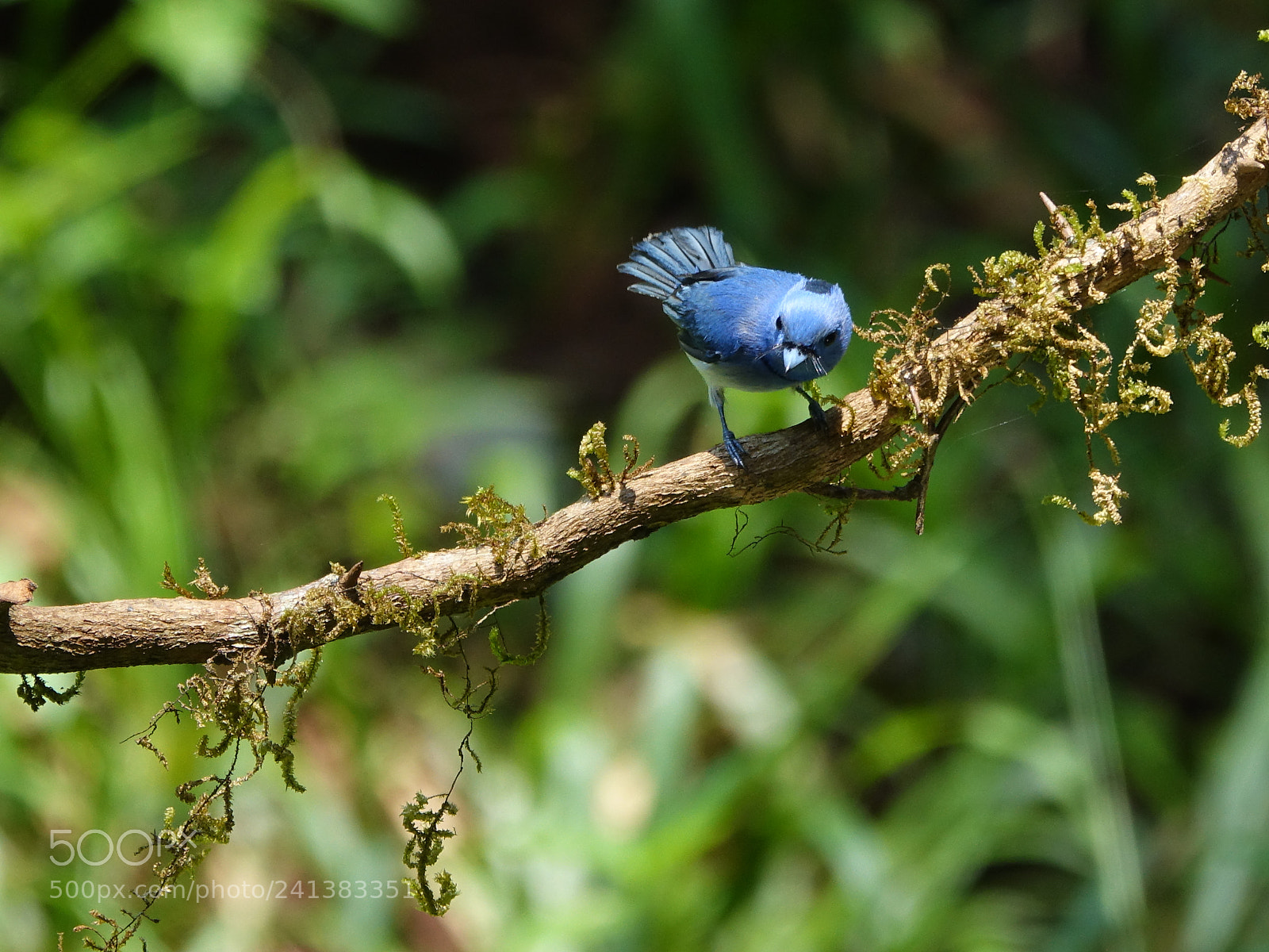 Sony Cyber-shot DSC-RX10 III sample photo. Black naped monarch photography
