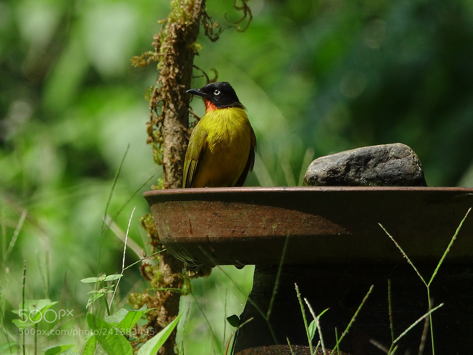 Sony Cyber-shot DSC-RX10 III sample photo. Flame-throated bulbul photography