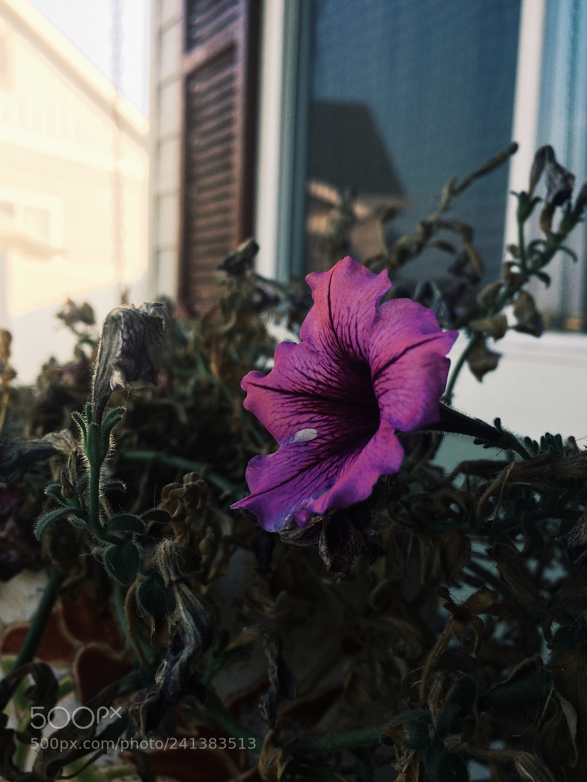 Apple iPhone 5s sample photo. Wow look my basic photography